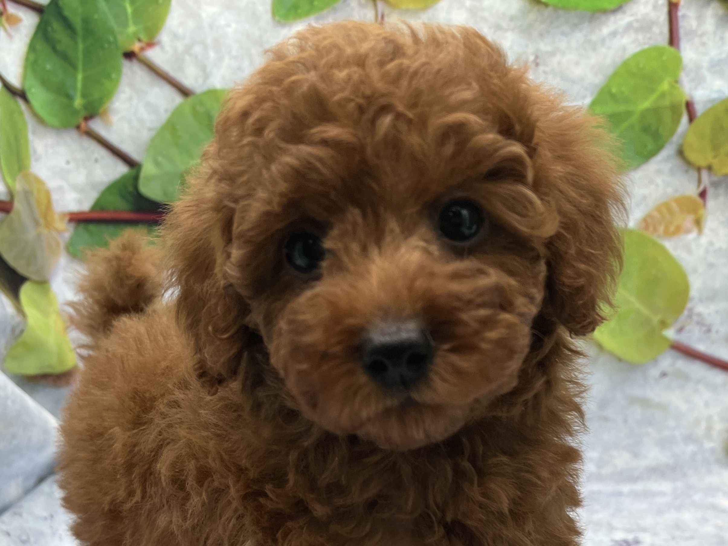 埼玉県のトイプードル(トイ) (ペッツワン北本店/2025年12月12日生まれ/女の子/レッド)の子犬の1枚目の画像