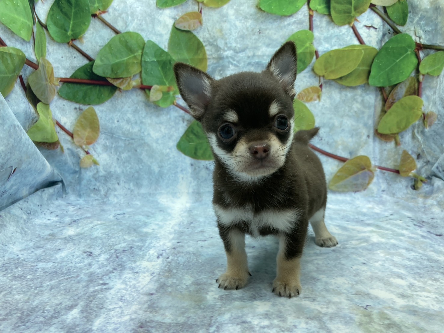 埼玉県のチワワ(ロング) (ペッツワン北本店/2025年12月13日生まれ/男の子/チョコレートタンホワイト)の子犬の2枚目の画像