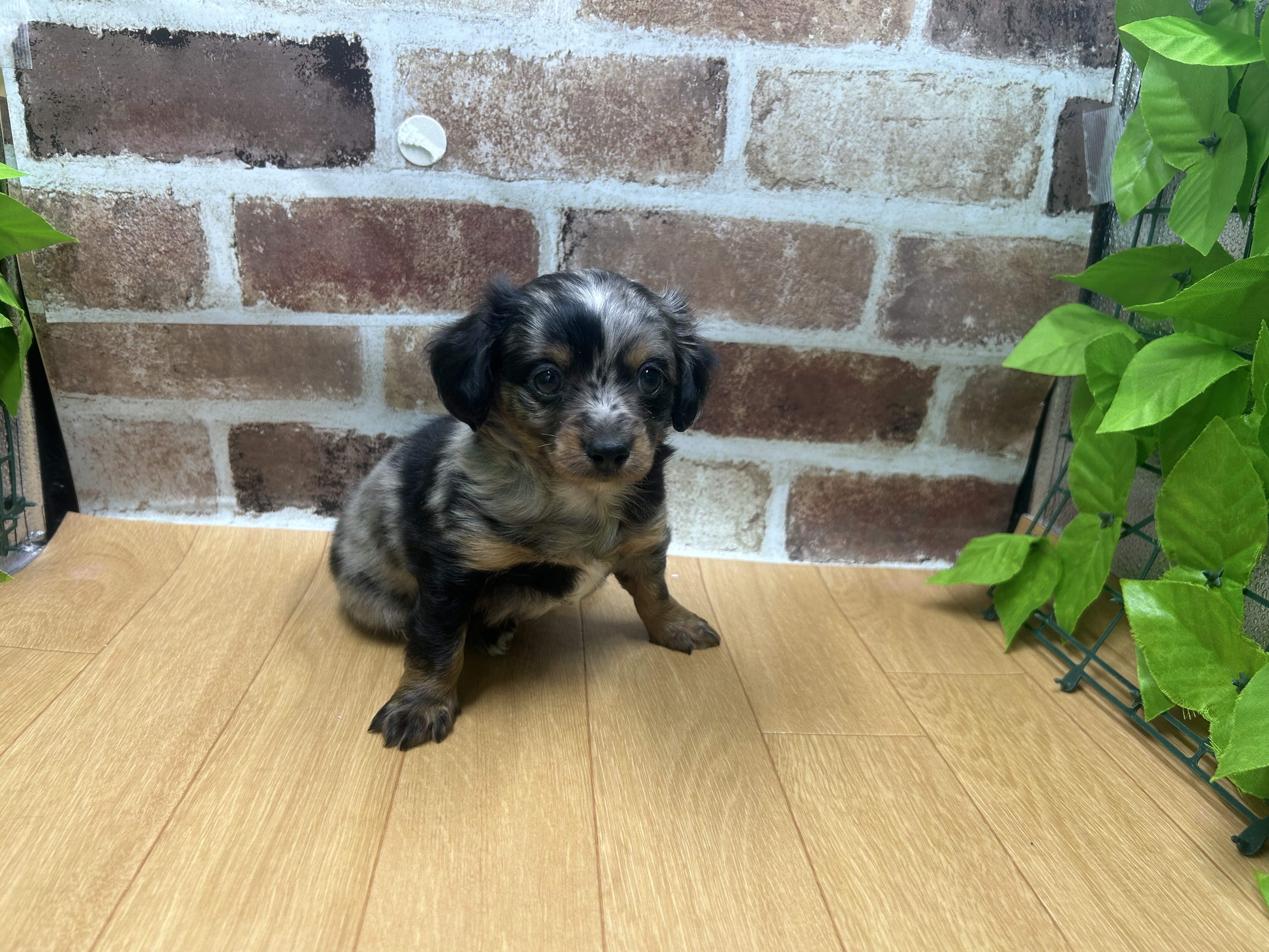 福島県のハーフ犬・ミックス犬 (ペッツワン白河モール店/2025年12月28日生まれ/男の子/その他色)の子犬