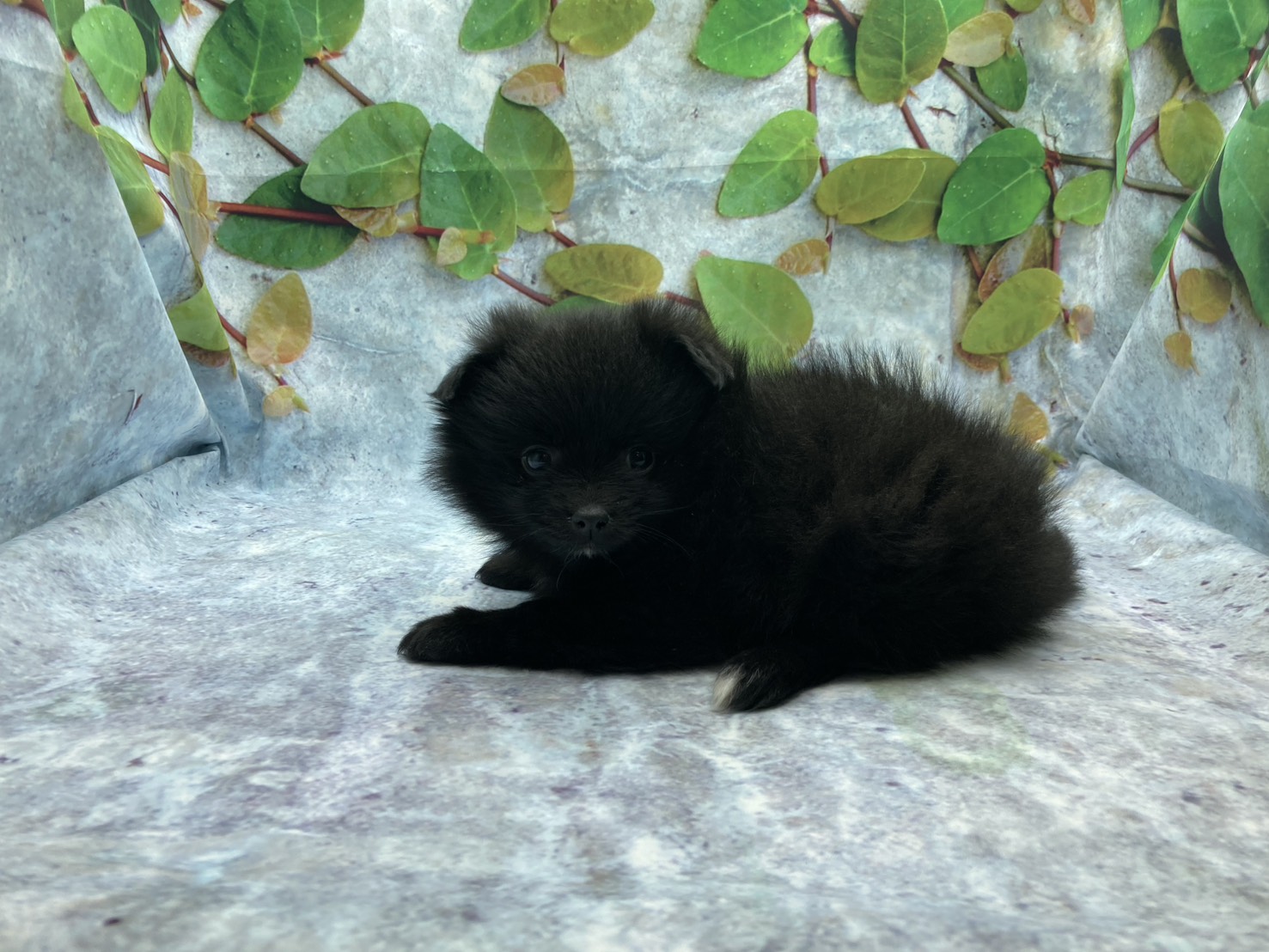 埼玉県のポメラニアン (ペッツワン北本店/2025年11月11日生まれ/男の子/ブラック)の子犬の3枚目の画像