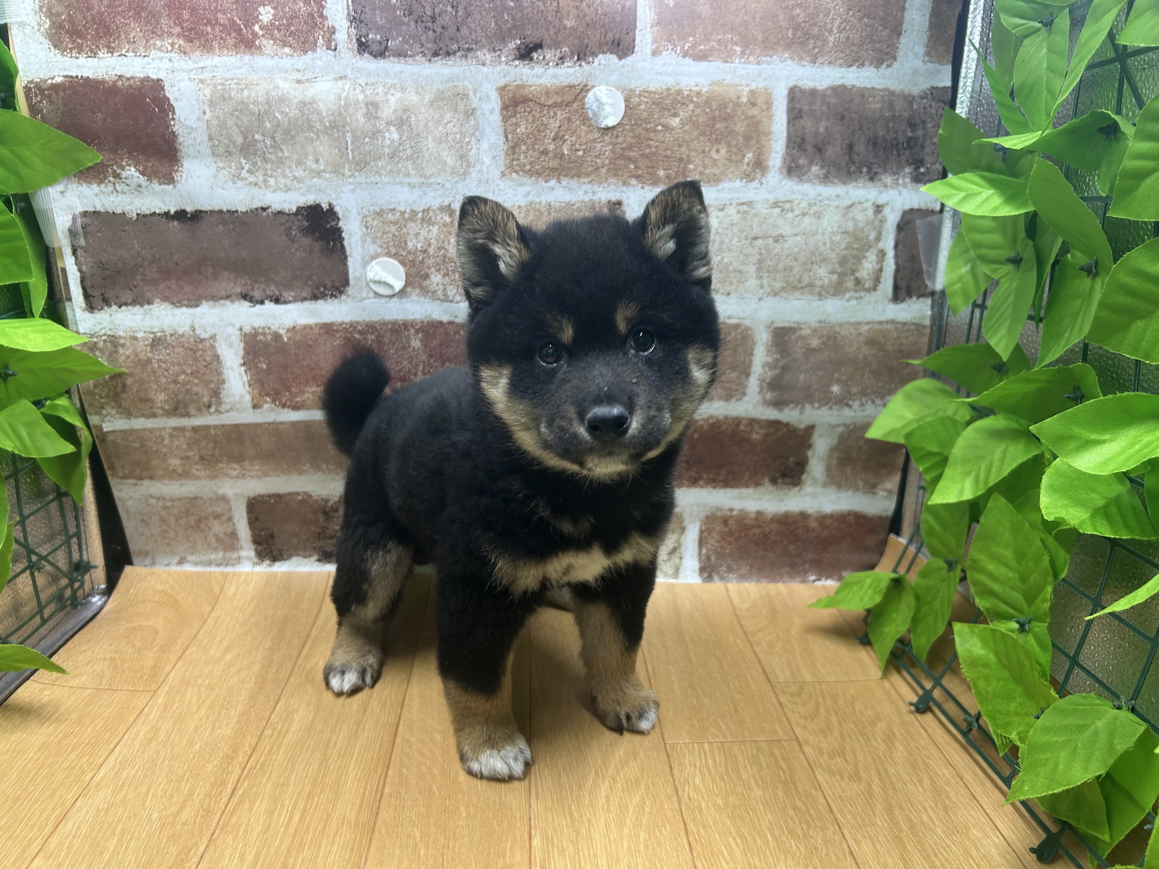 福島県の柴犬(標準サイズ) (ペッツワン白河モール店/2025年12月26日生まれ/男の子/ブラック)の子犬