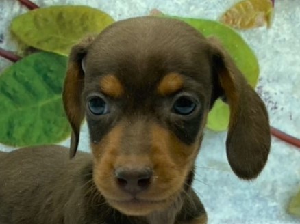埼玉県のミニチュアダックスフンド(ロング) (ペッツワン北本店/2025年10月28日生まれ/男の子/チョコレートタン)の子犬の1枚目の画像