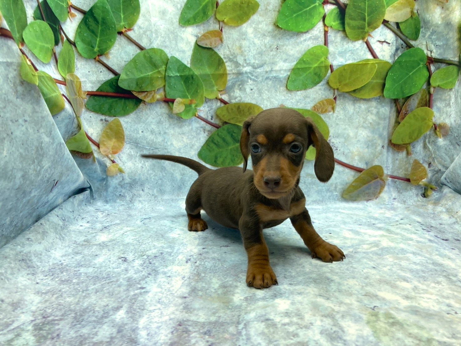 埼玉県のミニチュアダックスフンド(ロング) (ペッツワン北本店/2025年10月28日生まれ/男の子/チョコレートタン)の子犬の2枚目の画像