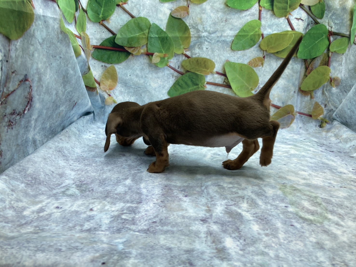 埼玉県のミニチュアダックスフンド(ロング) (ペッツワン北本店/2025年10月28日生まれ/男の子/チョコレートタン)の子犬の3枚目の画像