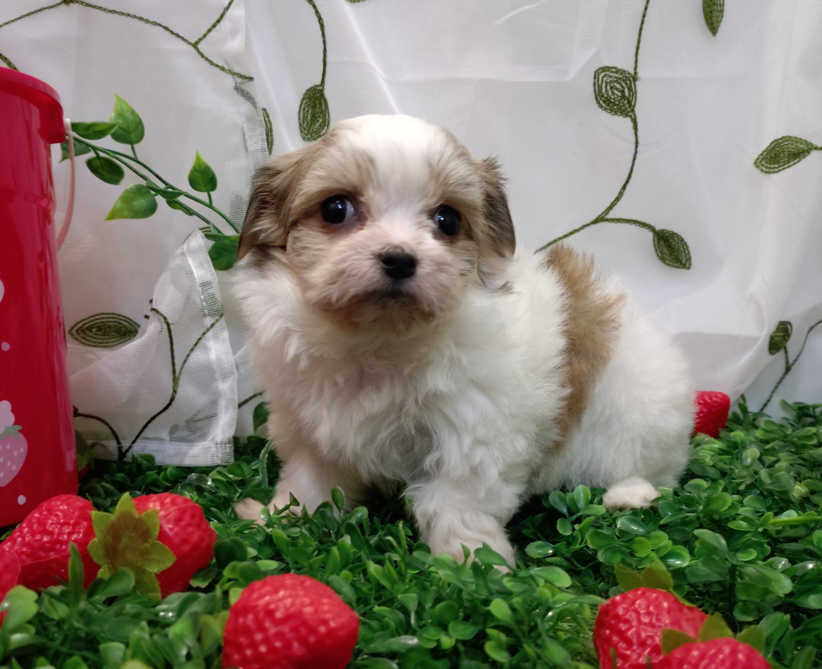 岐阜県のハーフ犬・ミックス犬 (ペッツワン関店/2025年12月30日生まれ/女の子/フォーンホワイト)の子犬