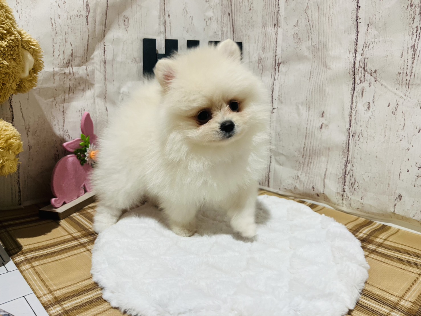 埼玉県のポメラニアン (ペッツワン羽生店/2025年12月18日生まれ/女の子/クリーム)の子犬の3枚目の画像