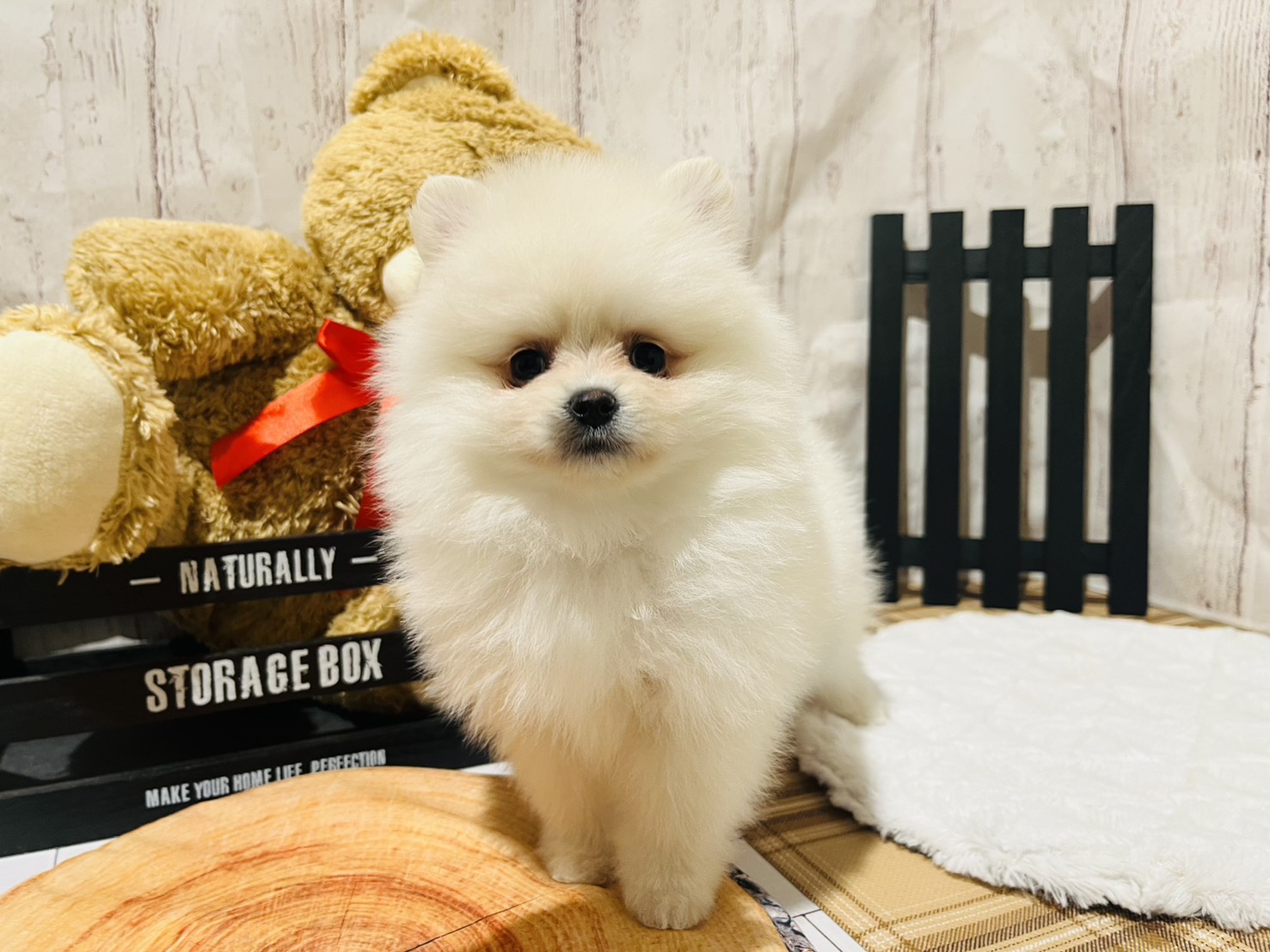 埼玉県のポメラニアン (ペッツワン羽生店/2025年12月18日生まれ/女の子/クリーム)の子犬の1枚目の画像