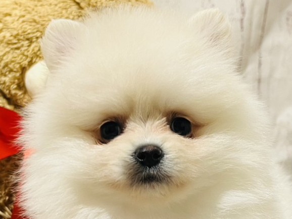 埼玉県のポメラニアン (ペッツワン羽生店/2025年12月18日生まれ/女の子/クリーム)の子犬の2枚目の画像