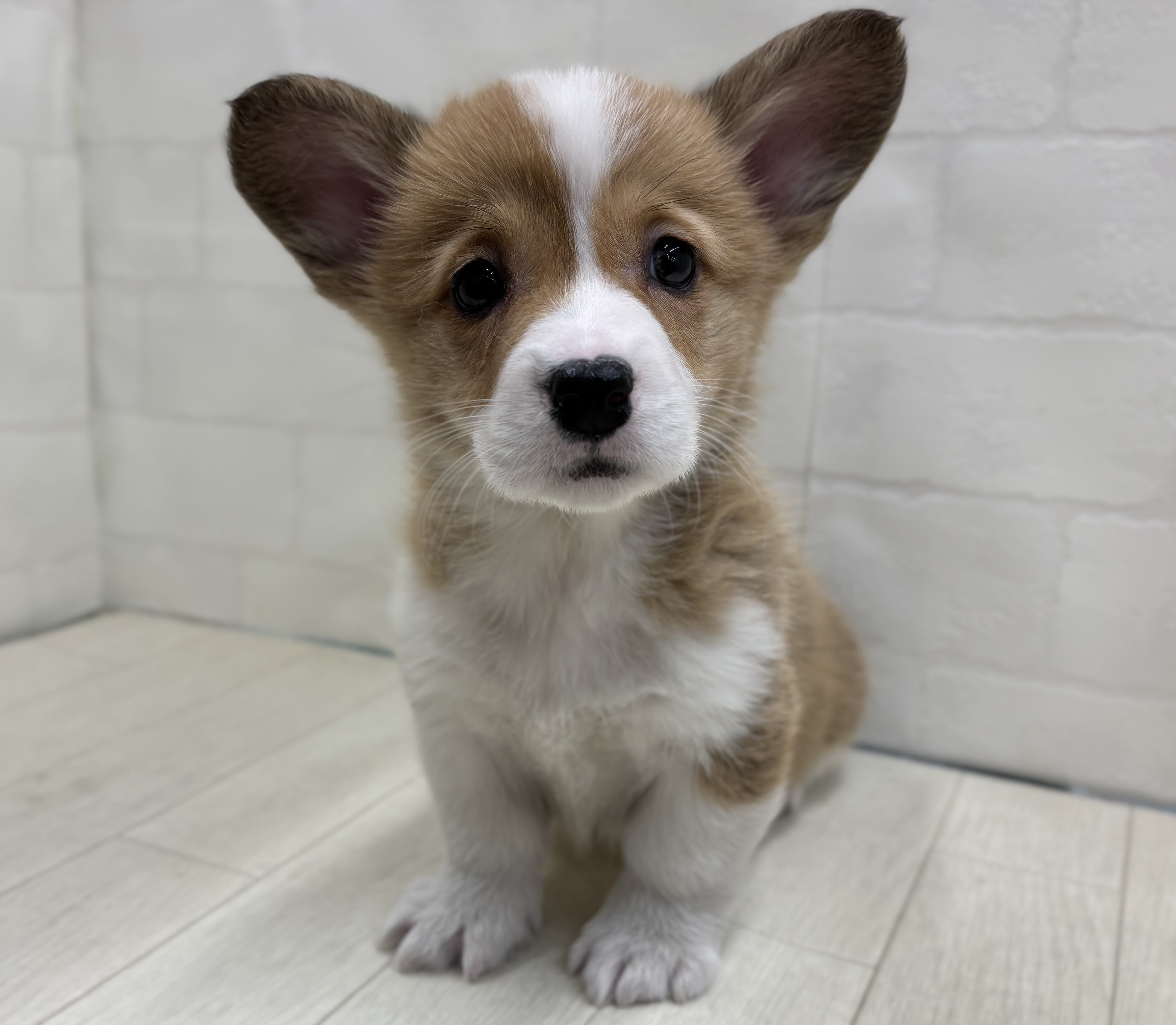 埼玉県のウェルシュコーギーペンブローク (ペッツワン大利根店/2025年12月30日生まれ/女の子/セーブルホワイト)の子犬の1枚目の画像