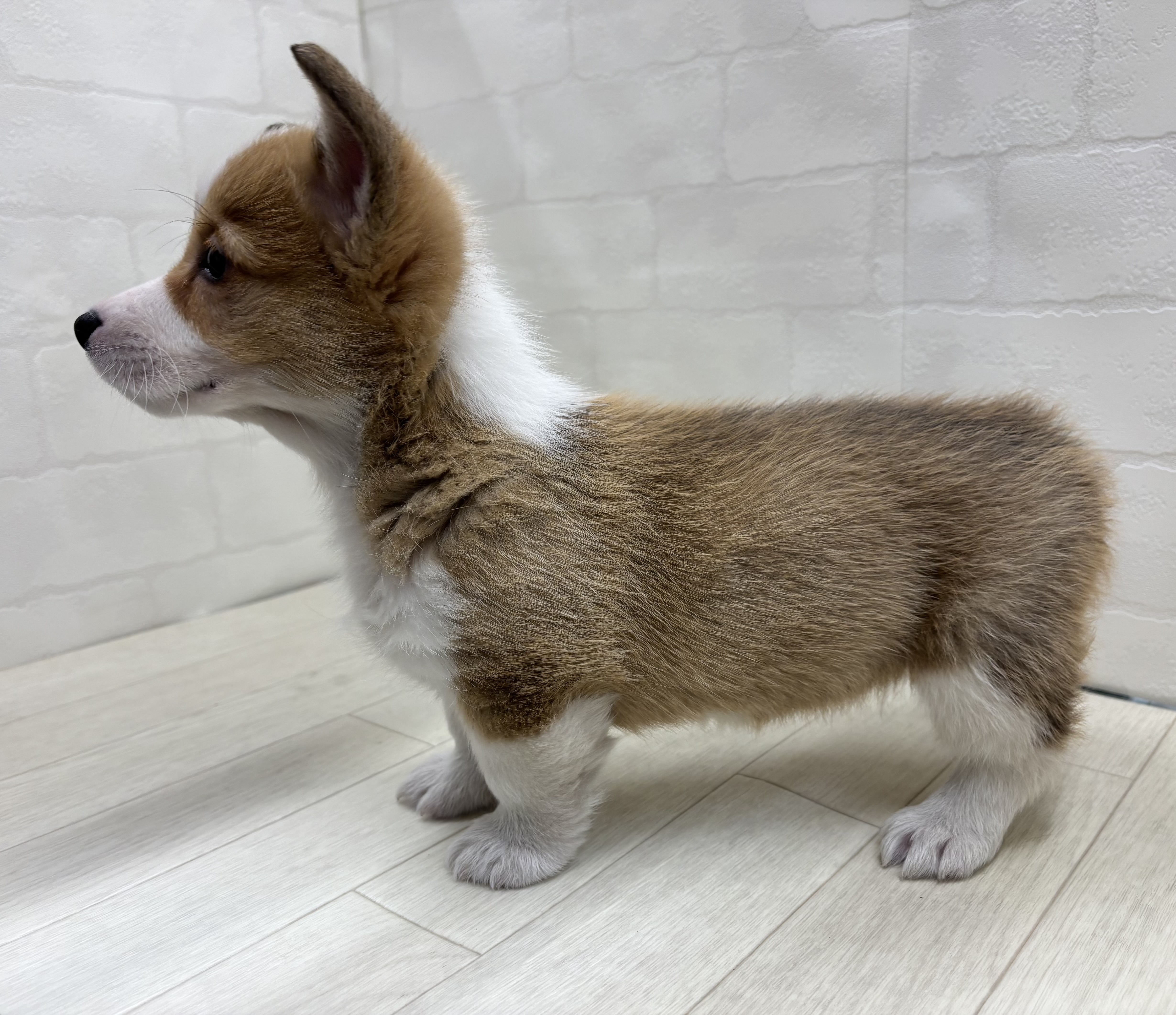 埼玉県のウェルシュコーギーペンブローク (ペッツワン大利根店/2025年12月30日生まれ/女の子/セーブルホワイト)の子犬の3枚目の画像