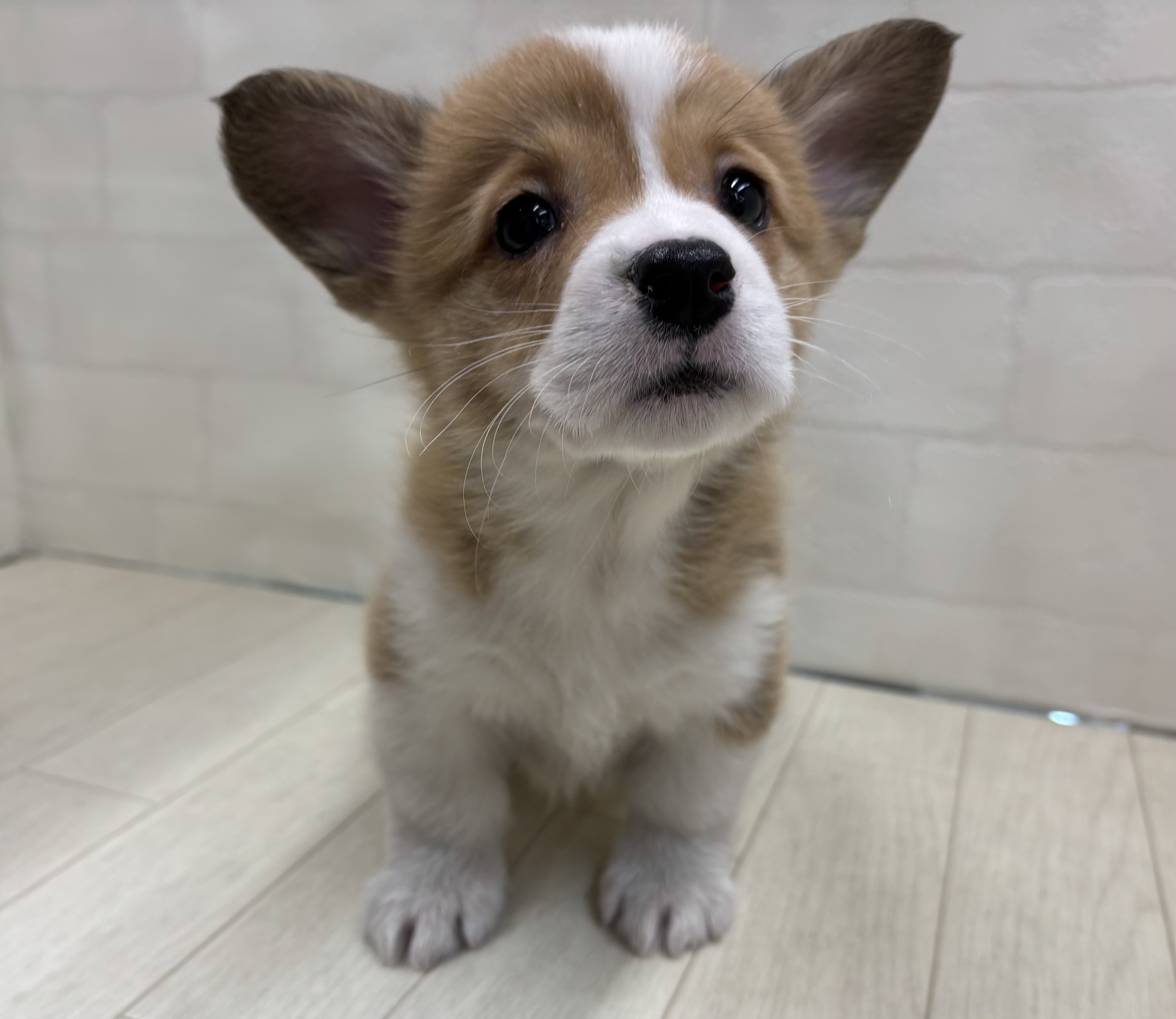 埼玉県のウェルシュコーギーペンブローク (ペッツワン大利根店/2025年12月30日生まれ/女の子/セーブルホワイト)の子犬の2枚目の画像