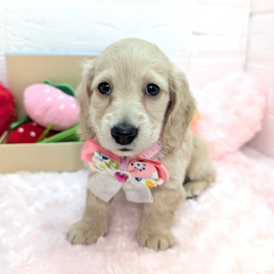 大阪府のミニチュアダックスフンド(ロング) (ペッツワン東大阪店/2025年12月30日生まれ/女の子/イエロー)の子犬