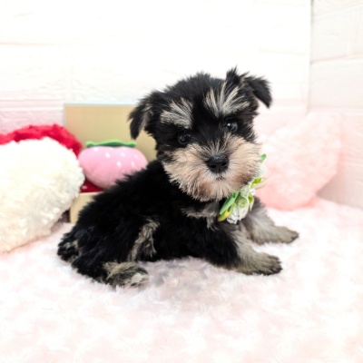 大阪府のミニチュアシュナウザー (ペッツワン東大阪店/2025年12月27日生まれ/男の子/ブラックシルバー)の子犬の3枚目の画像