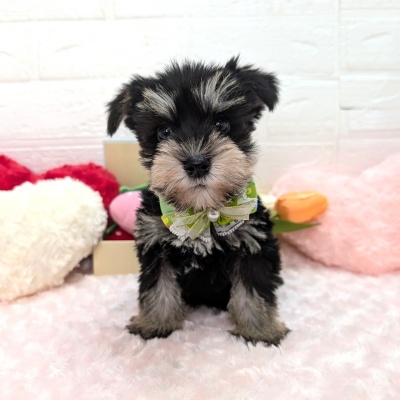 大阪府のミニチュアシュナウザー (ペッツワン東大阪店/2025年12月27日生まれ/男の子/ブラックシルバー)の子犬の1枚目の画像