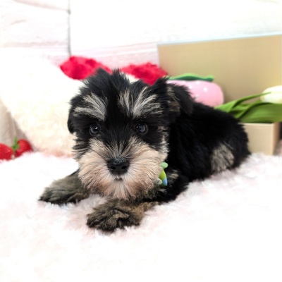 大阪府のミニチュアシュナウザー (ペッツワン東大阪店/2025年12月27日生まれ/男の子/ブラックシルバー)の子犬の2枚目の画像