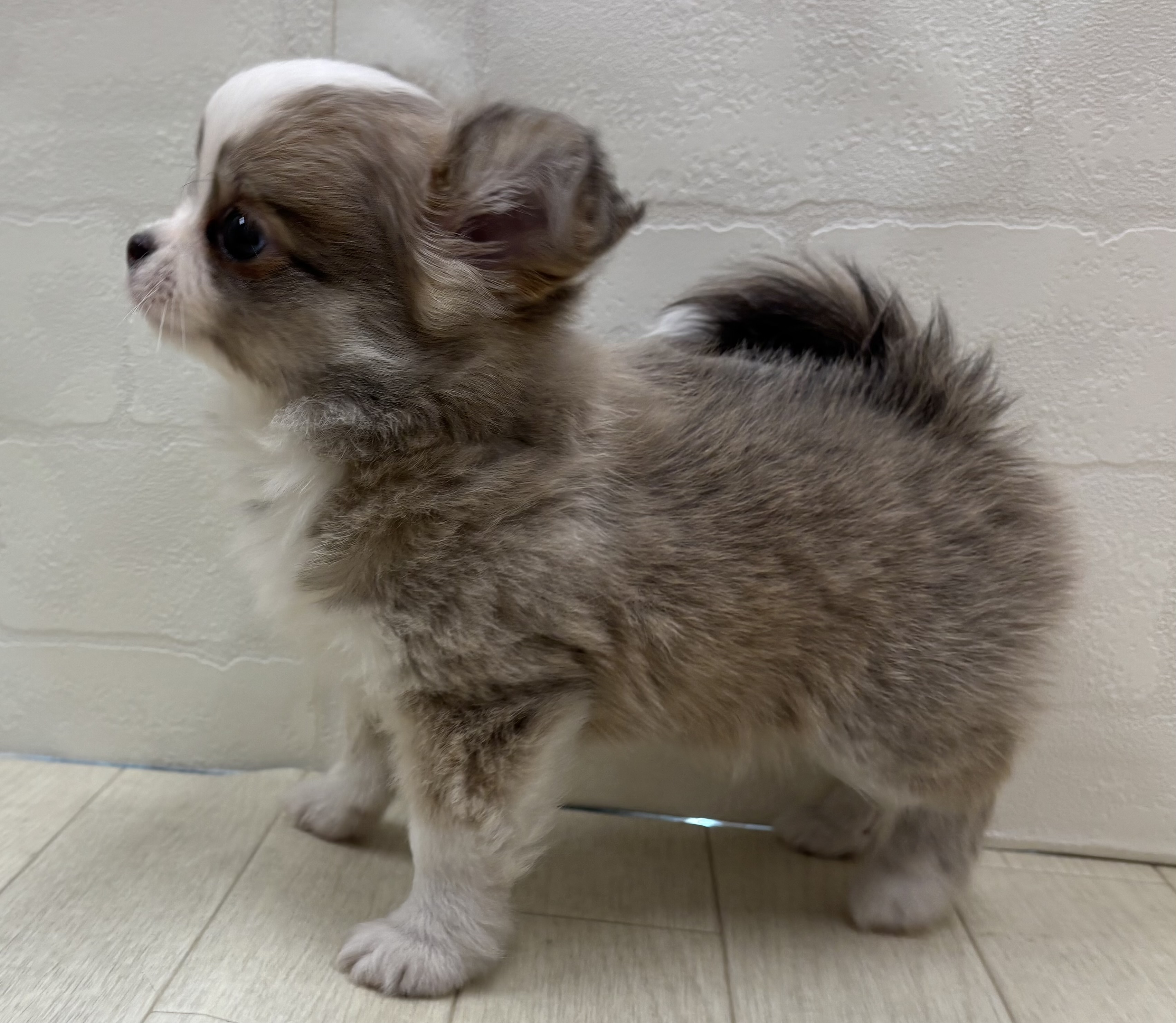 埼玉県のチワワ(ロング) (ペッツワン大利根店/2025年12月21日生まれ/男の子/イザベラフォーンホワイト)の子犬の3枚目の画像