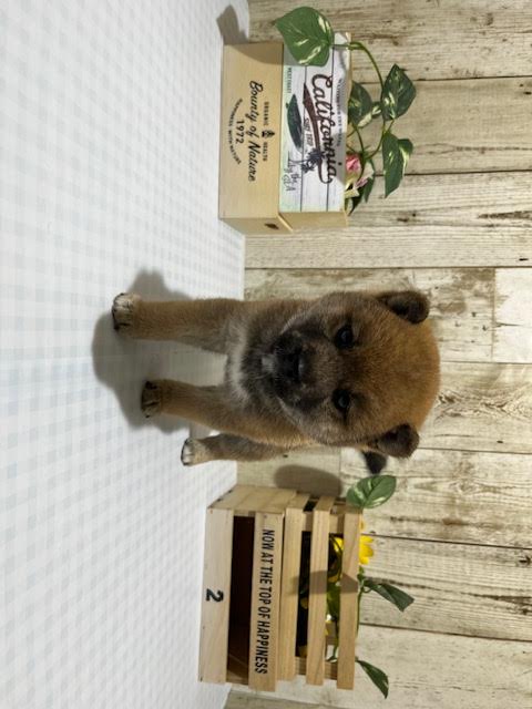 静岡県の豆柴 (ペッツワン浜松都田テクノ店/2025年12月29日生まれ/男の子/赤)の子犬