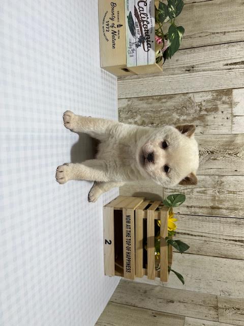 静岡県の柴犬(標準サイズ) (ペッツワン浜松都田テクノ店/2025年12月27日生まれ/男の子/白)の子犬