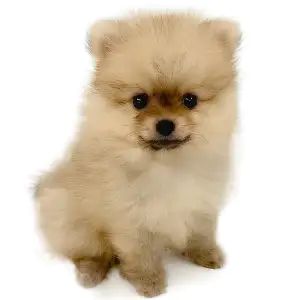 神奈川県のポメラニアン (ペッツワン城山店/2025年4月23日生まれ/男の子/クリームセーブル)の子犬