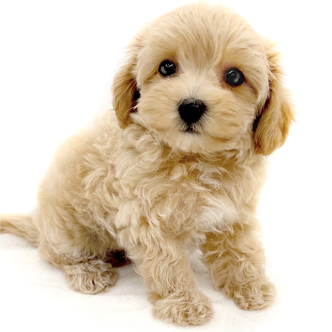 神奈川県のハーフ犬・ミックス犬 (ペッツワン城山店/2025年7月26日生まれ/男の子/アプリコット)の子犬