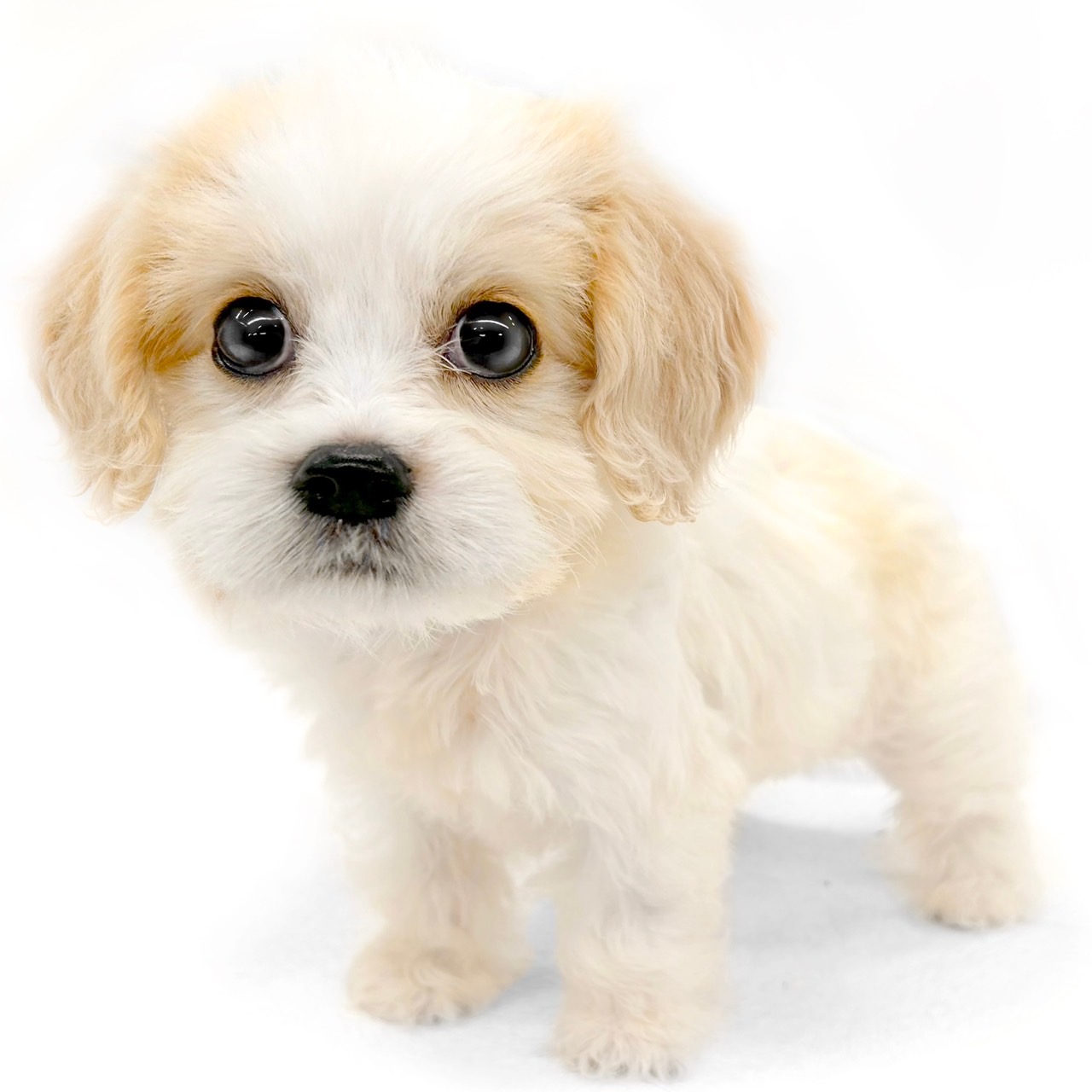 神奈川県のハーフ犬・ミックス犬 (ペッツワン城山店/2025年9月4日生まれ/女の子/ブレンハイム)の子犬