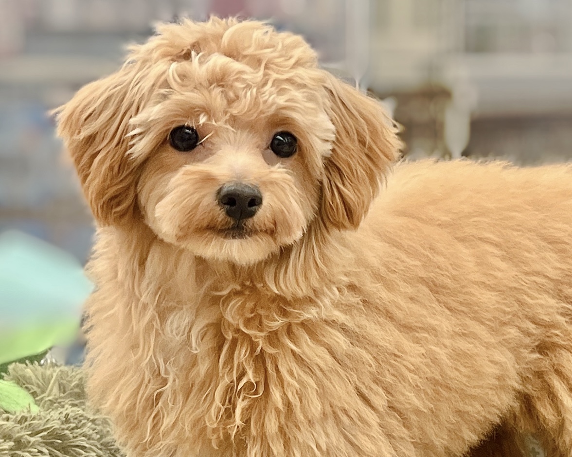 福島県のハーフ犬・ミックス犬 (ペッツワン郡山富田店/2025年10月5日生まれ/女の子/レッドホワイト)の子犬