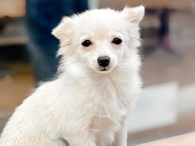 福島県のチワワ(ロング) (ペッツワン郡山富田店/2025年8月7日生まれ/女の子/ホワイトクリーム)の子犬