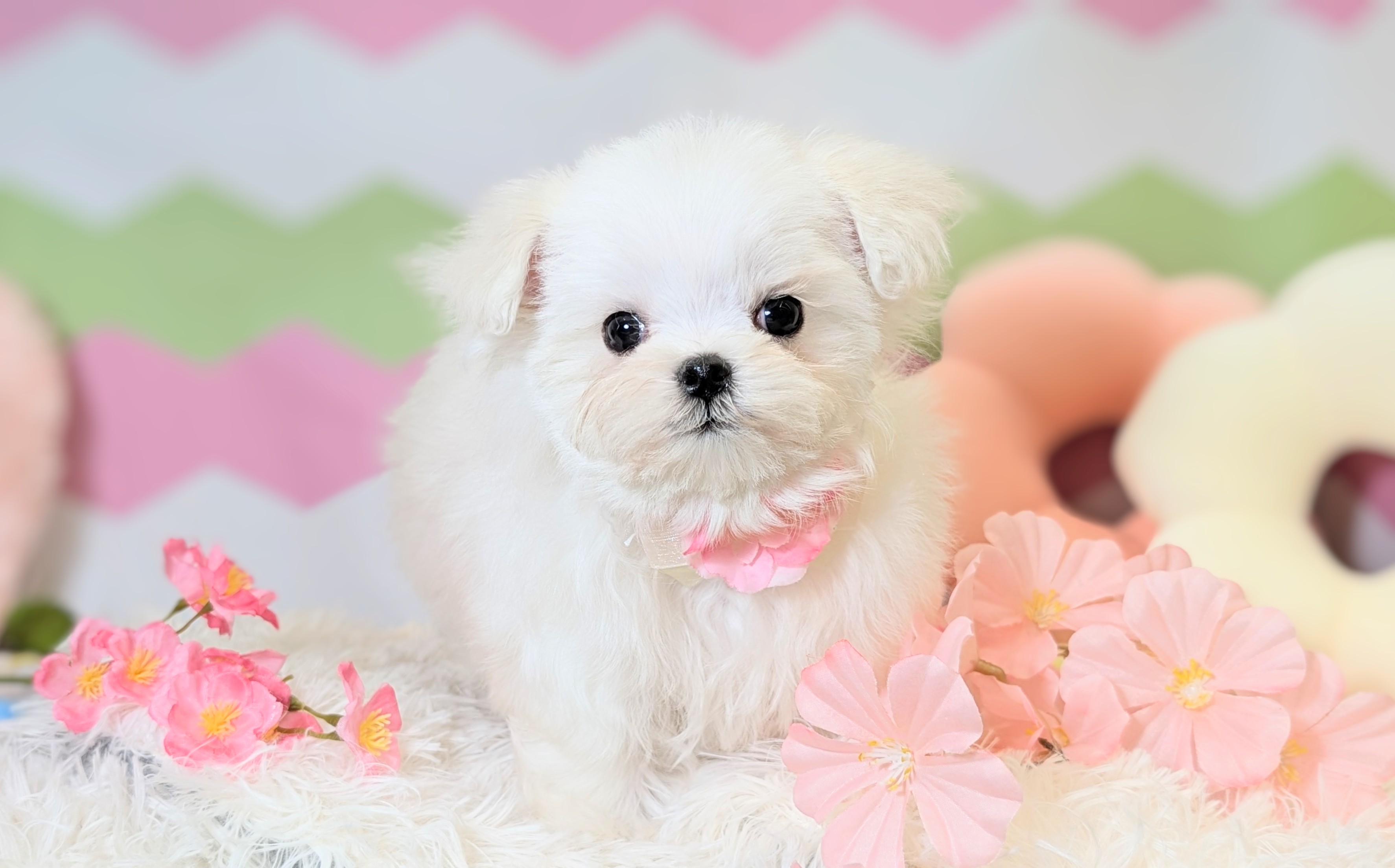 兵庫県のマルチーズ (ペッツワン神戸西神南店/2026年1月1日生まれ/女の子/ホワイト)の子犬の1枚目の画像