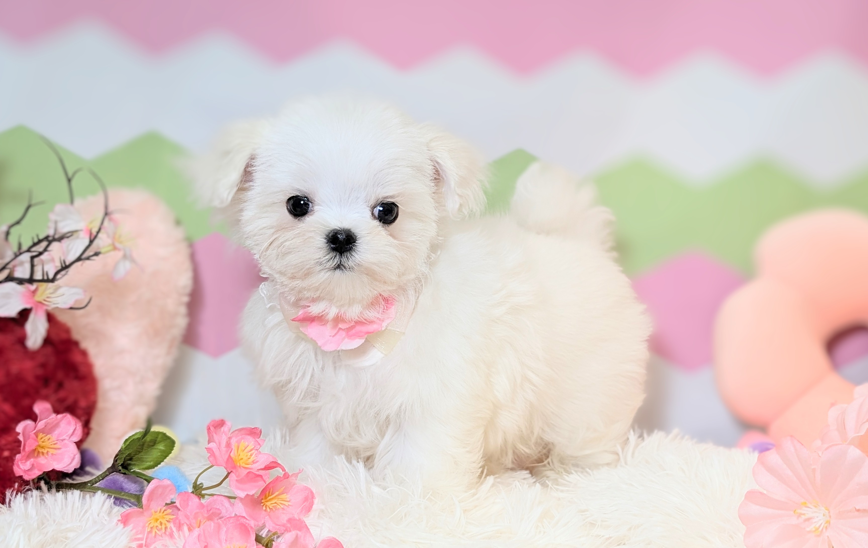 兵庫県のマルチーズ (ペッツワン神戸西神南店/2026年1月1日生まれ/女の子/ホワイト)の子犬の2枚目の画像