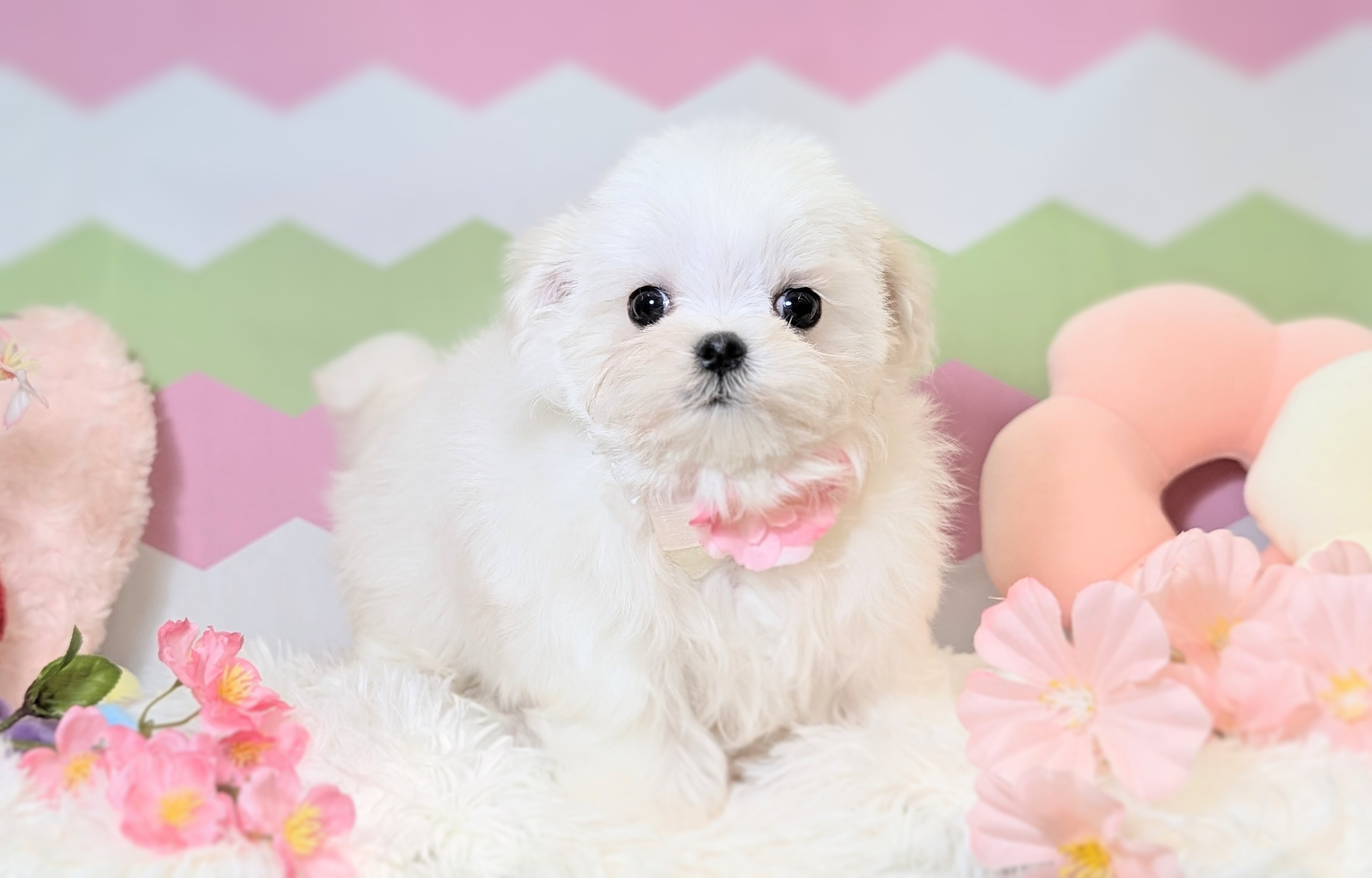 兵庫県のマルチーズ (ペッツワン神戸西神南店/2026年1月1日生まれ/女の子/ホワイト)の子犬の3枚目の画像