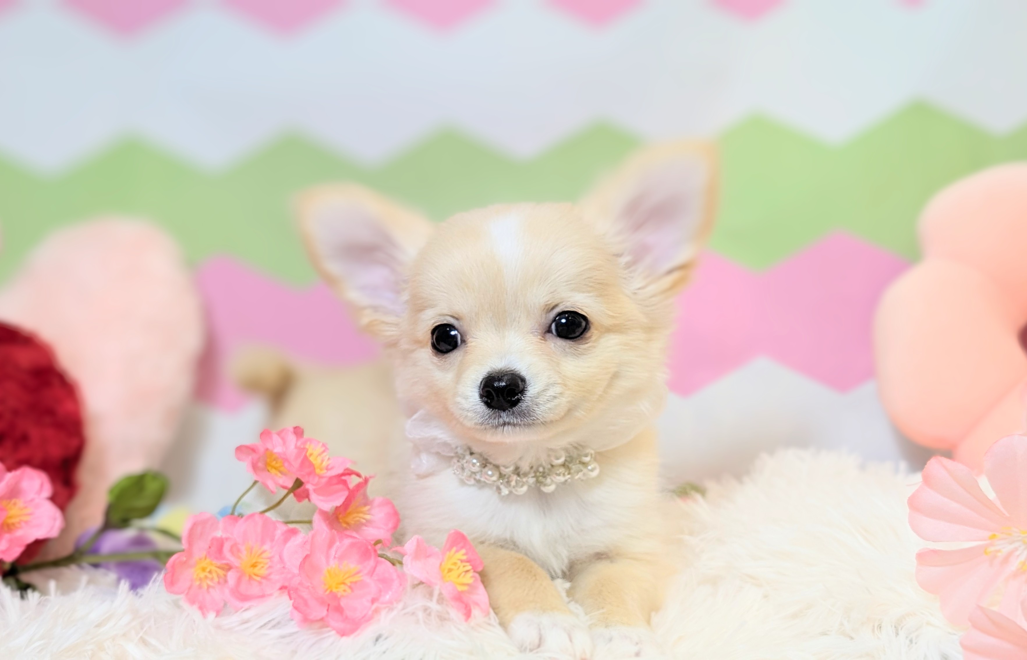 兵庫県のチワワ(ロング) (ペッツワン神戸西神南店/2026年1月1日生まれ/男の子/クリームホワイト)の子犬の2枚目の画像