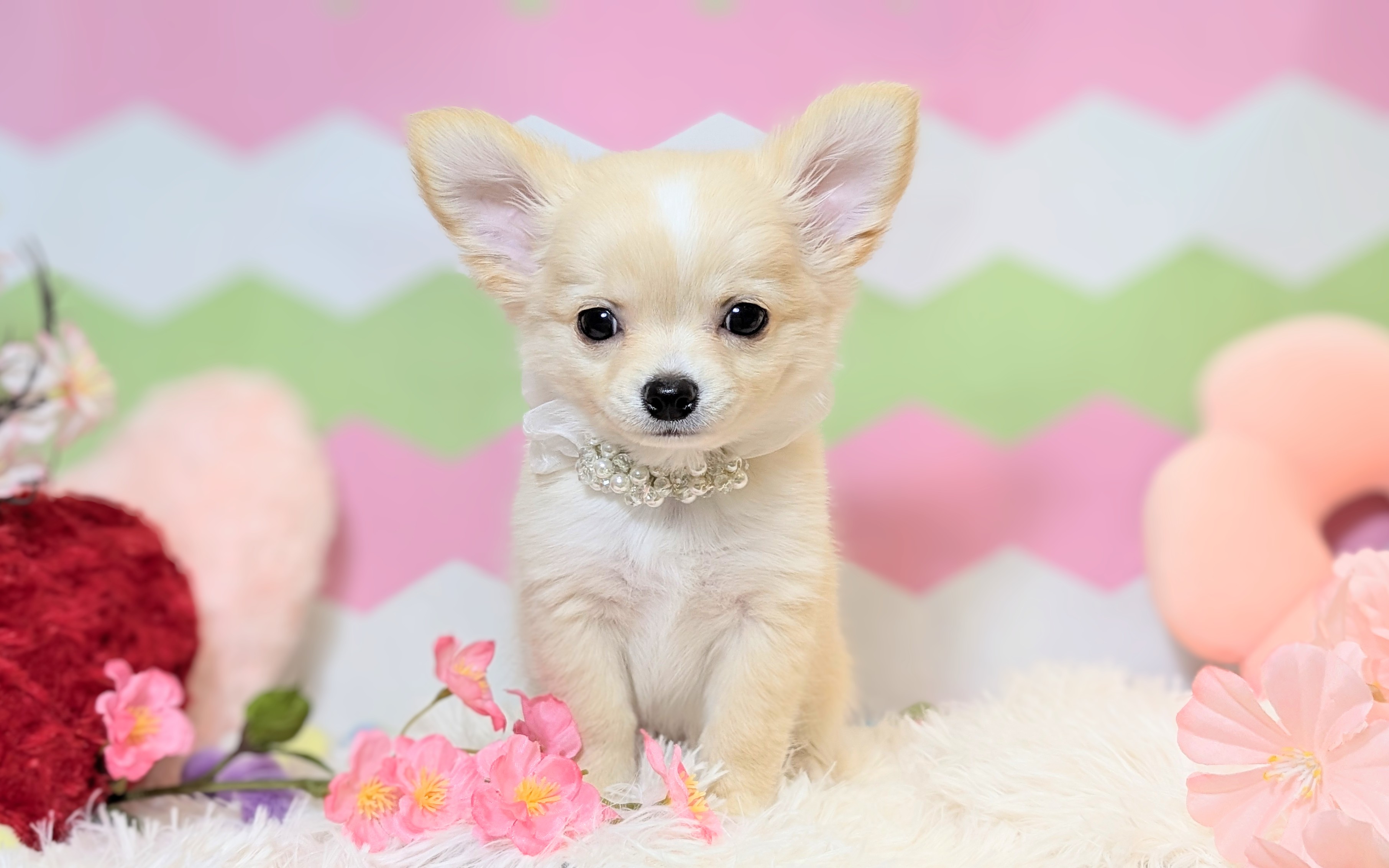 兵庫県のチワワ(ロング) (ペッツワン神戸西神南店/2026年1月1日生まれ/男の子/クリームホワイト)の子犬の1枚目の画像