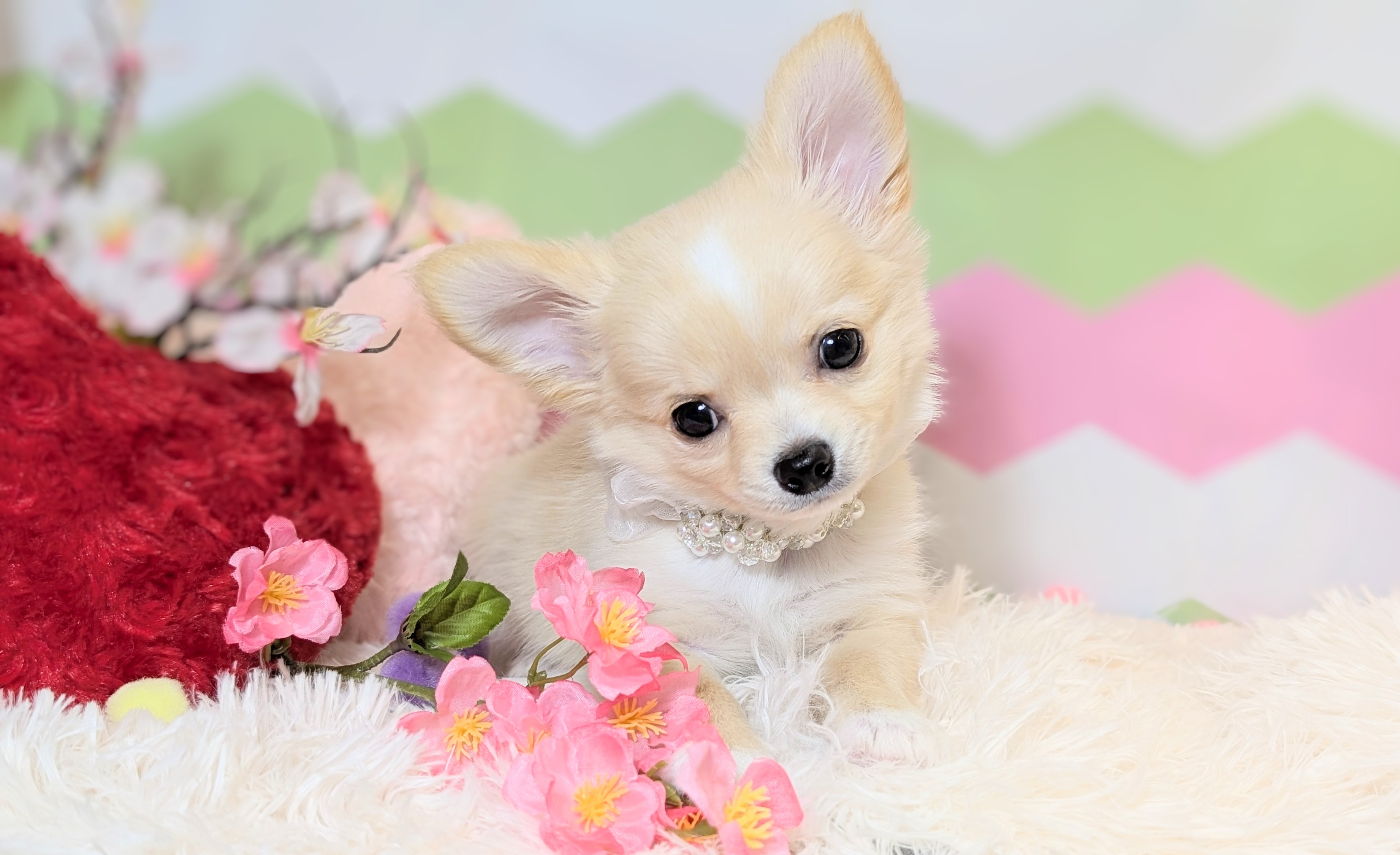 兵庫県のチワワ(ロング) (ペッツワン神戸西神南店/2026年1月1日生まれ/男の子/クリームホワイト)の子犬の3枚目の画像