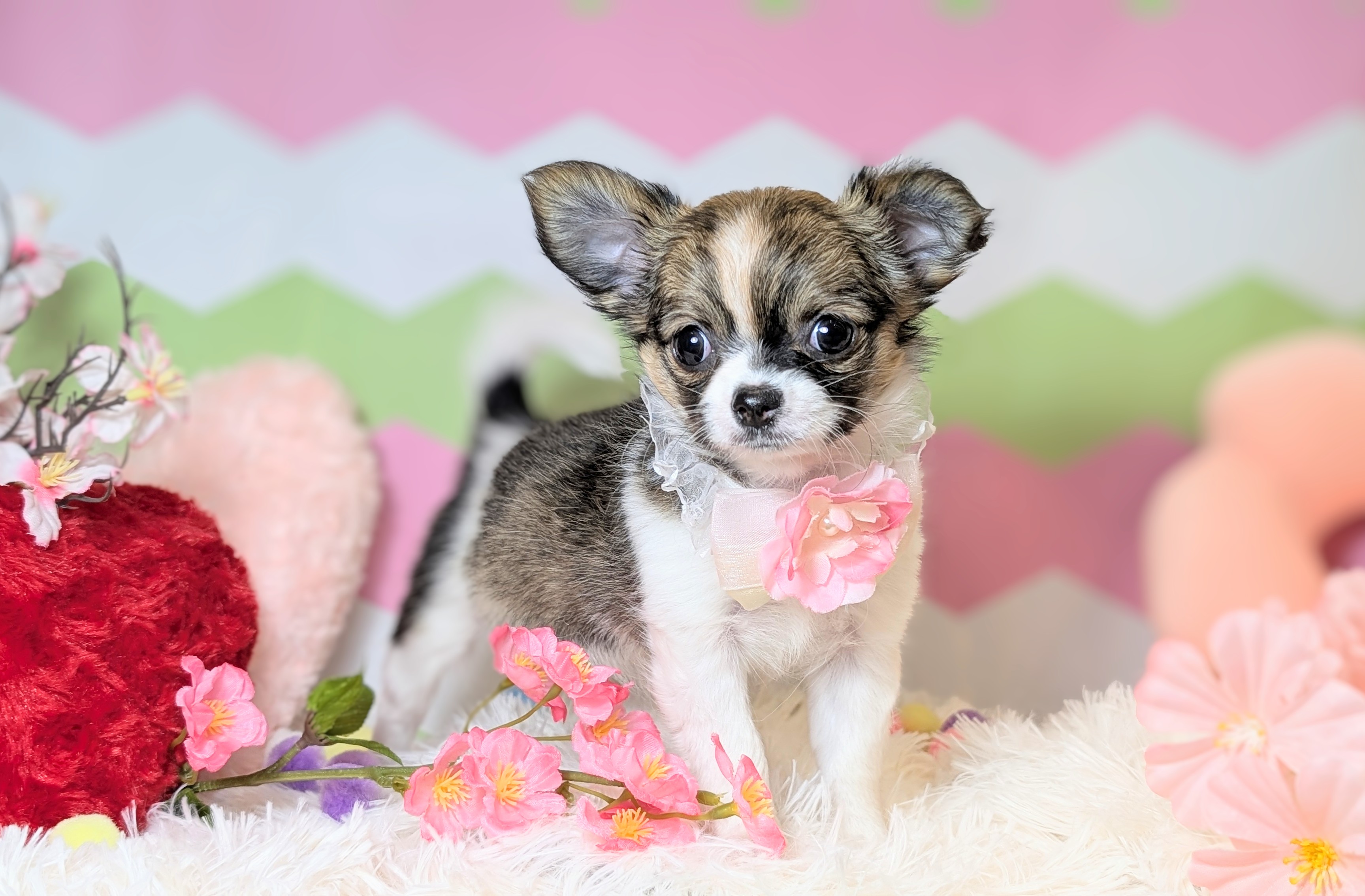兵庫県のチワワ(ロング) (ペッツワン神戸西神南店/2026年1月1日生まれ/女の子/フォーンホワイト)の子犬の2枚目の画像
