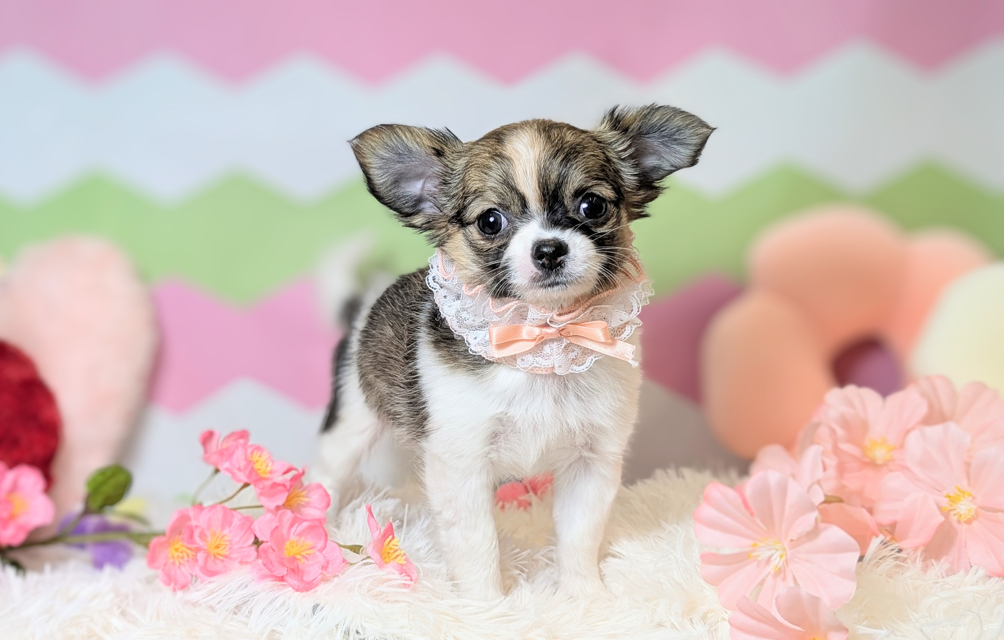 兵庫県のチワワ(ロング) (ペッツワン神戸西神南店/2026年1月1日生まれ/女の子/フォーンホワイト)の子犬の3枚目の画像