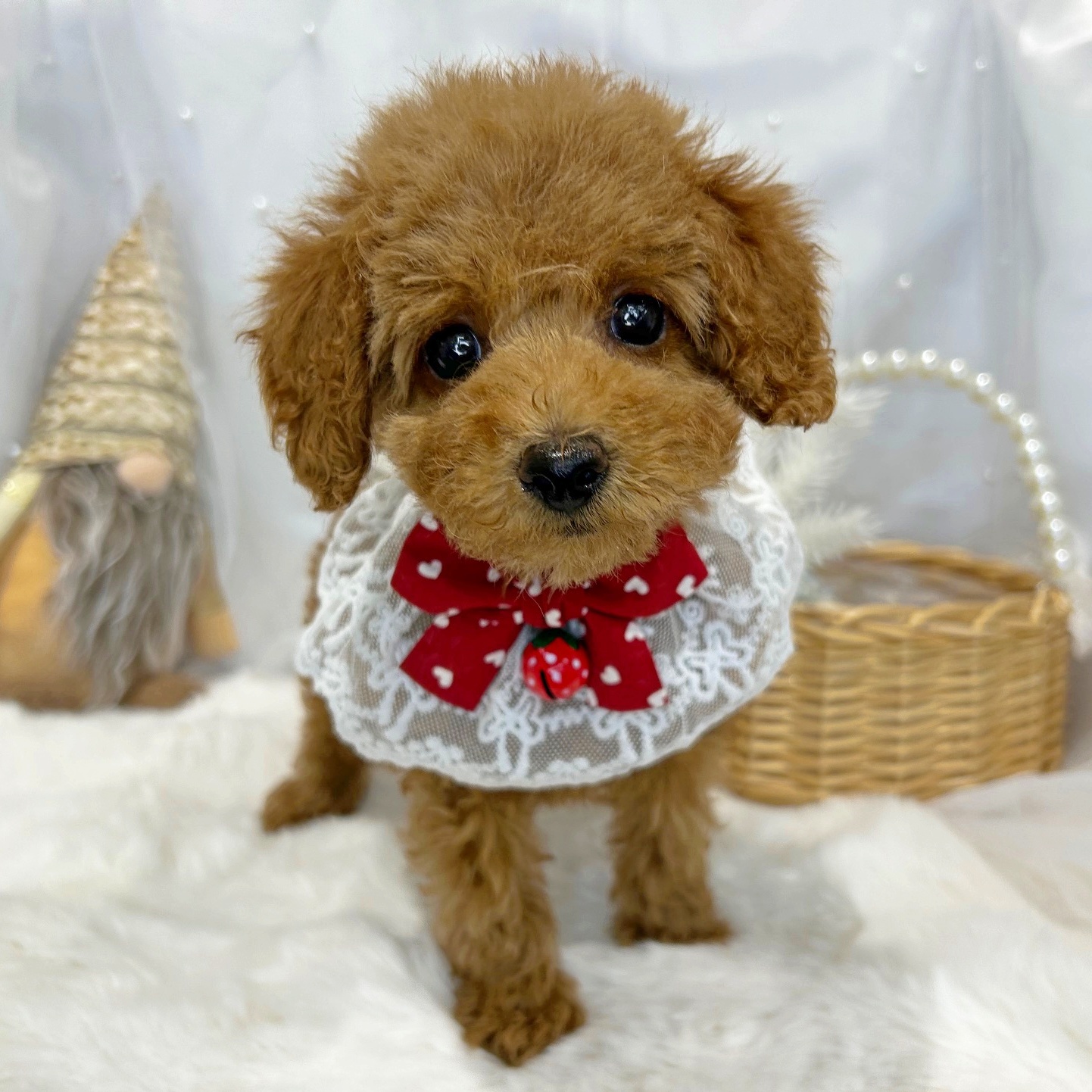 滋賀県のトイプードル(トイ) (ペッツワン堅田店/2025年12月28日生まれ/女の子/レッドフォーン)の子犬