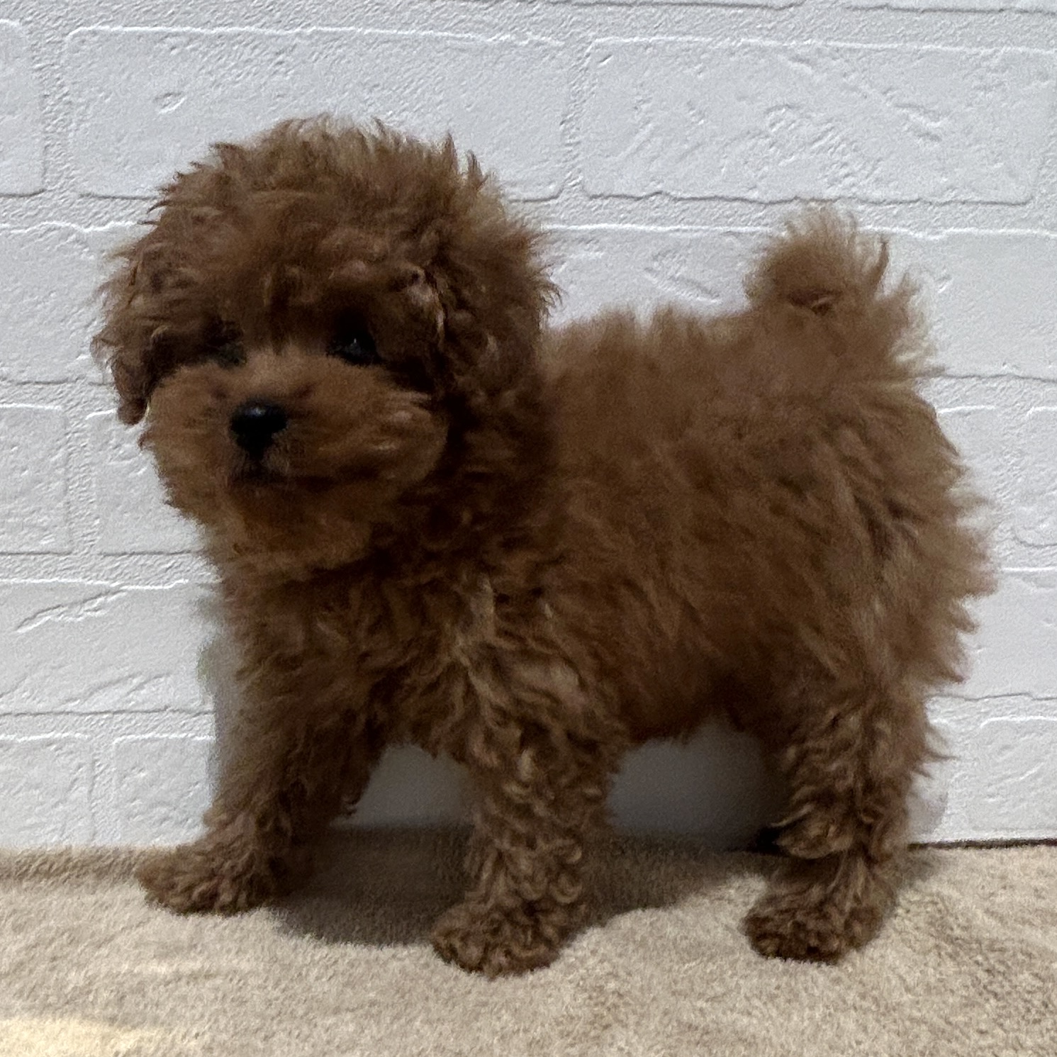 愛知県のトイプードル(トイ) (ペッツワン常滑店/2025年12月29日生まれ/男の子/レッド)の子犬の2枚目の画像