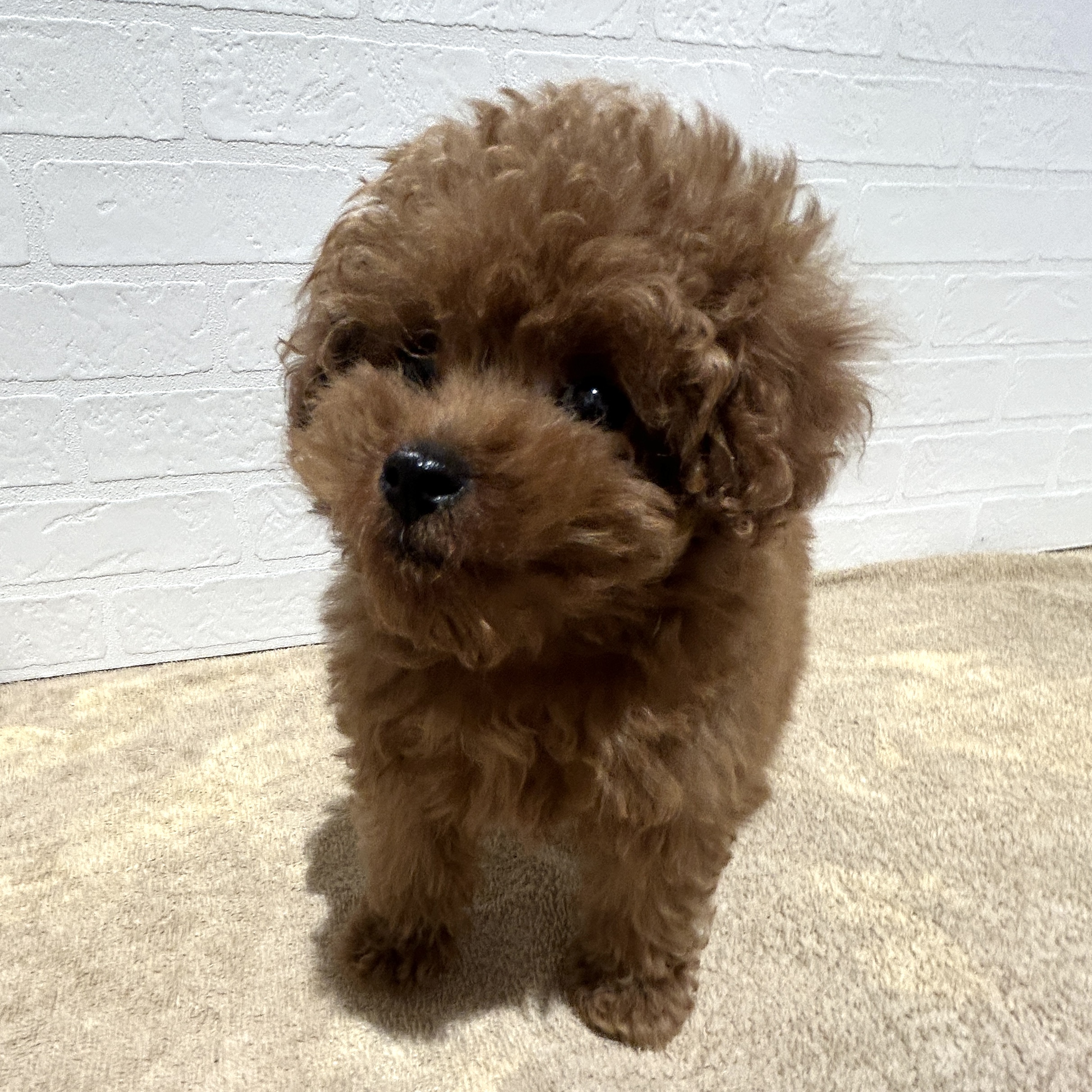 愛知県のトイプードル(トイ) (ペッツワン常滑店/2025年12月29日生まれ/男の子/レッド)の子犬の3枚目の画像