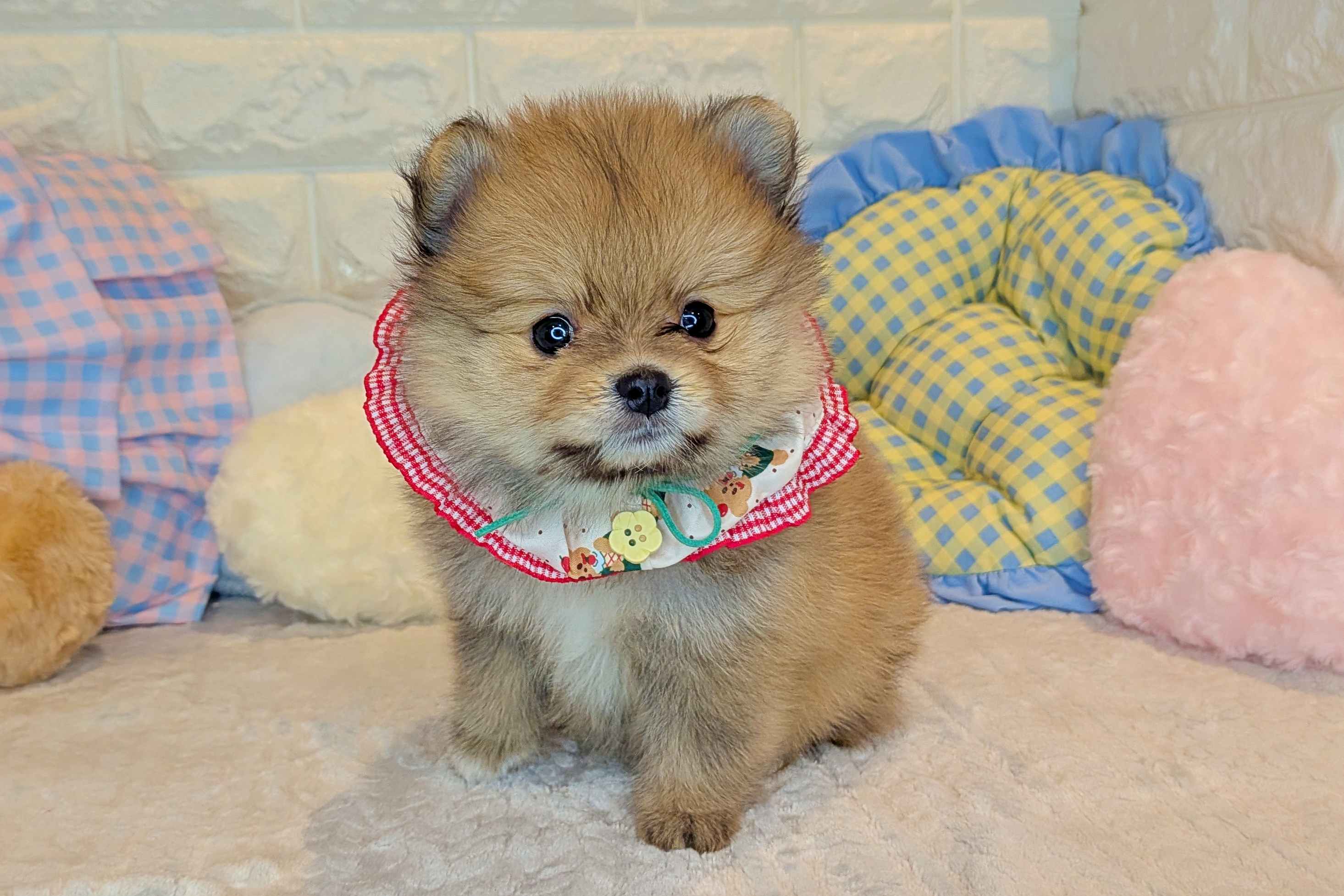 京都府のポメラニアン (ペッツワン亀岡店/2025年11月27日生まれ/女の子/オレンジ)の子犬の3枚目の画像