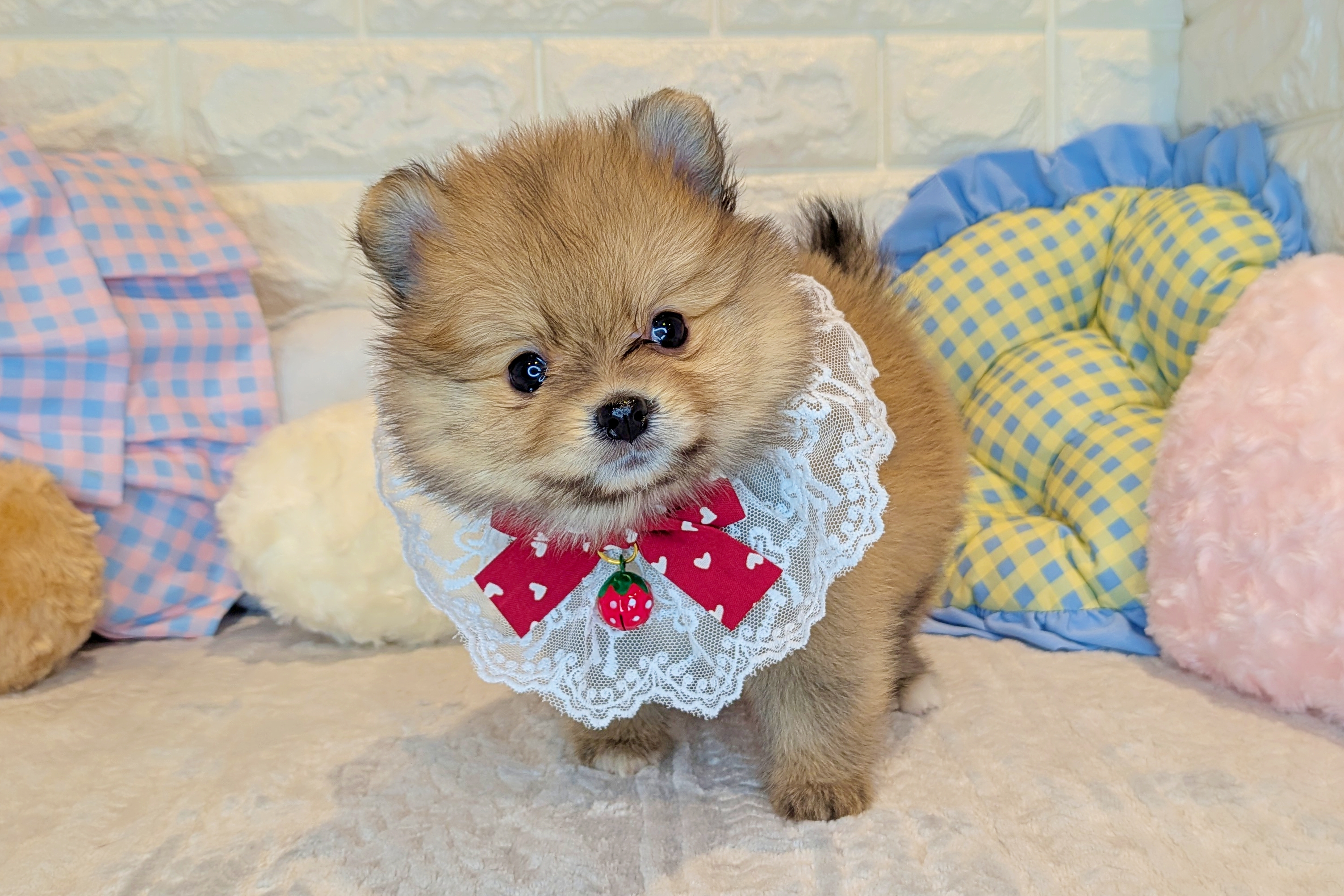 京都府のポメラニアン (ペッツワン亀岡店/2025年11月27日生まれ/女の子/オレンジ)の子犬の2枚目の画像