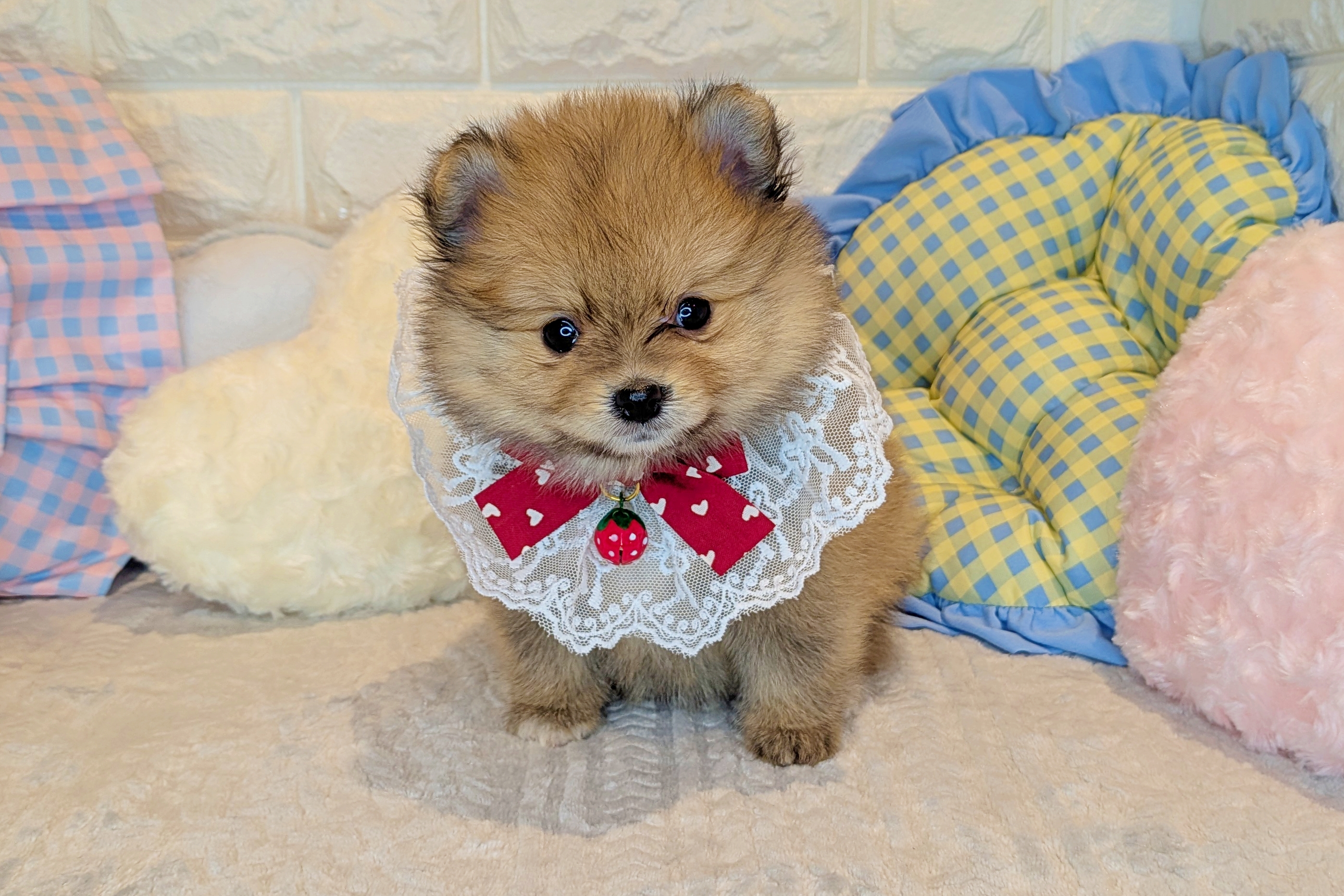 京都府のポメラニアン (ペッツワン亀岡店/2025年11月27日生まれ/女の子/オレンジ)の子犬の1枚目の画像