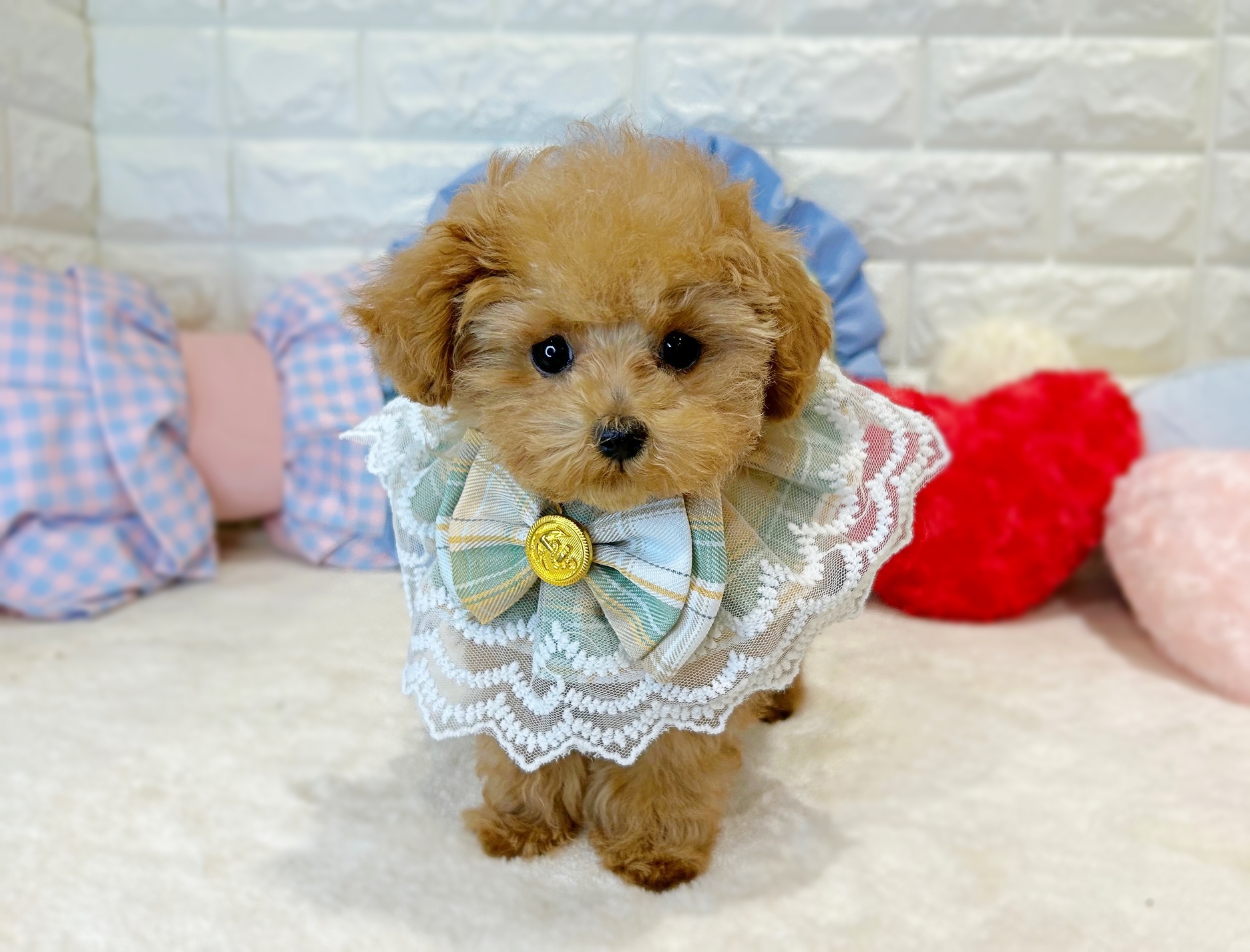 京都府のトイプードル(トイ) (ペッツワン亀岡店/2025年10月7日生まれ/男の子/オレンジフォーン)の子犬の1枚目の画像