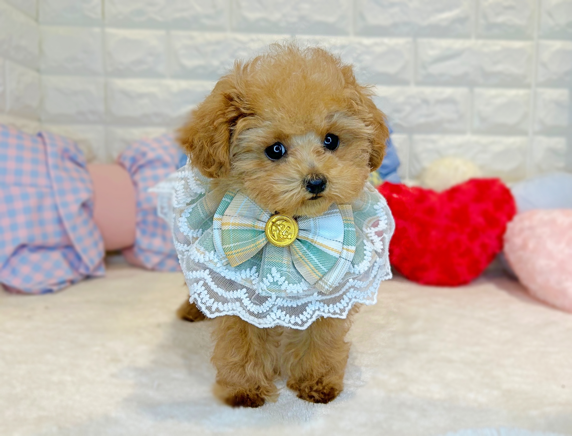 京都府のトイプードル(トイ) (ペッツワン亀岡店/2025年10月7日生まれ/男の子/オレンジフォーン)の子犬の3枚目の画像