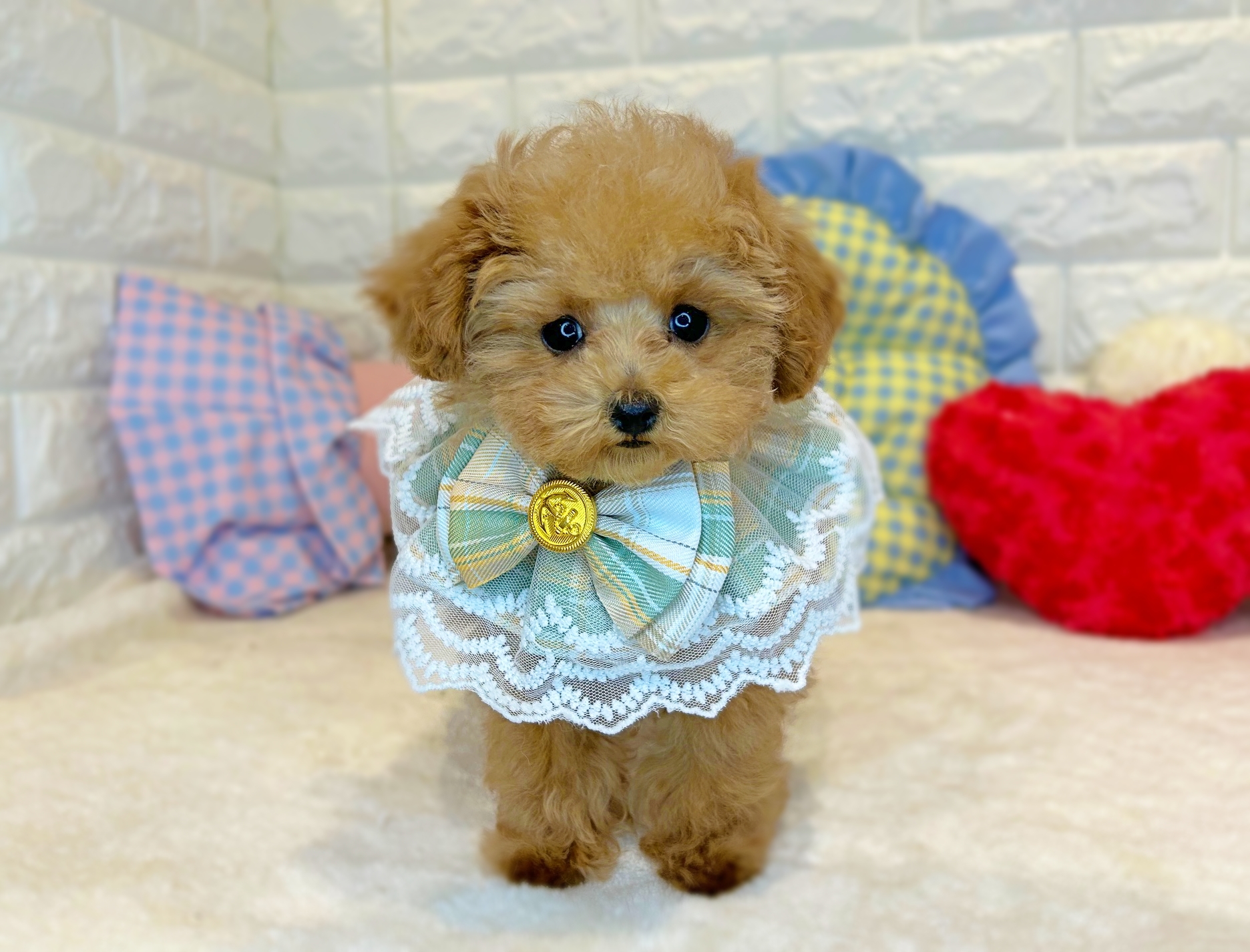 京都府のトイプードル(トイ) (ペッツワン亀岡店/2025年10月7日生まれ/男の子/オレンジフォーン)の子犬の2枚目の画像