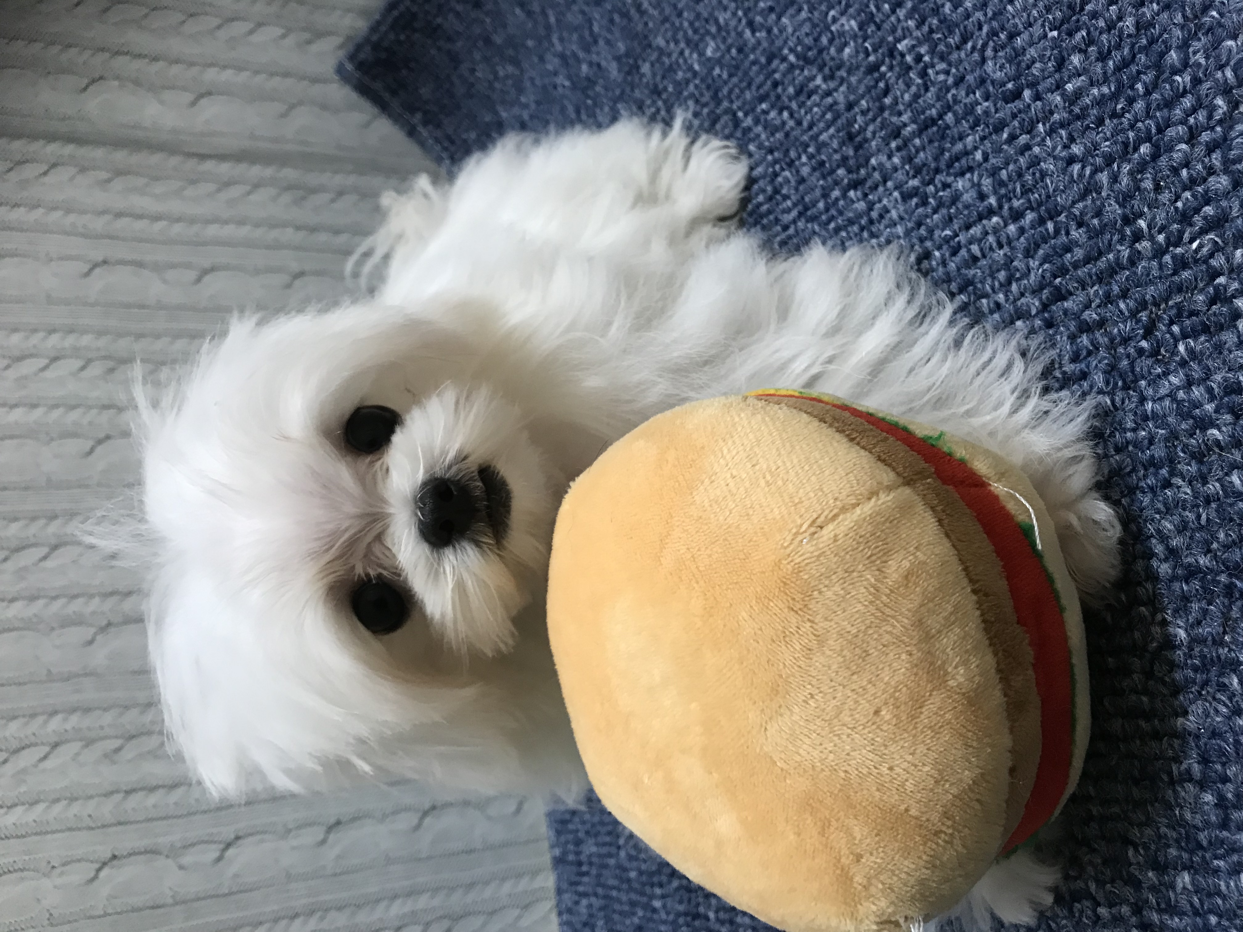 岡山県のハーフ犬・ミックス犬 (ペッツワンFC津山店/2025年10月1日生まれ/男の子/ホワイト)の子犬