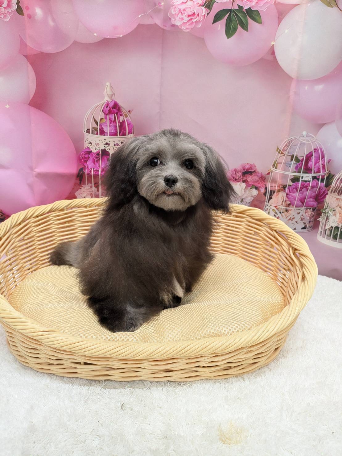 岡山県のハーフ犬・ミックス犬 (ペッツワンFC津山店/2025年9月16日生まれ/女の子/シルバー)の子犬