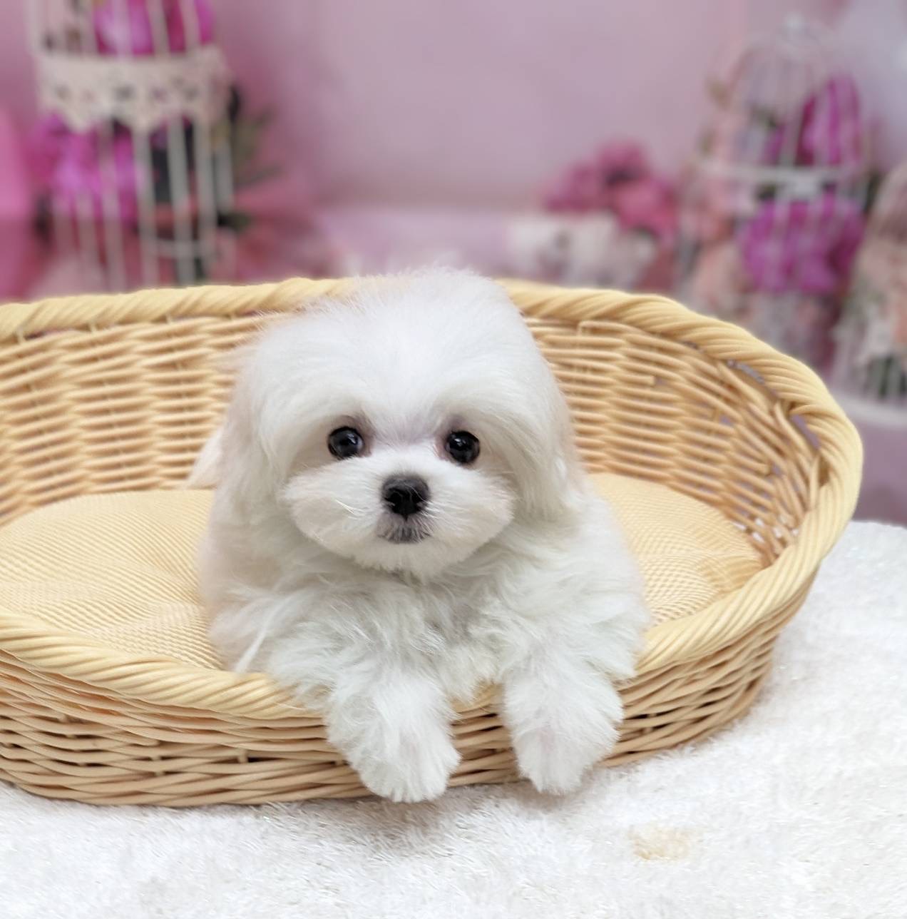 岡山県のハーフ犬・ミックス犬 (ペッツワンFC津山店/2025年11月12日生まれ/女の子/ホワイト)の子犬