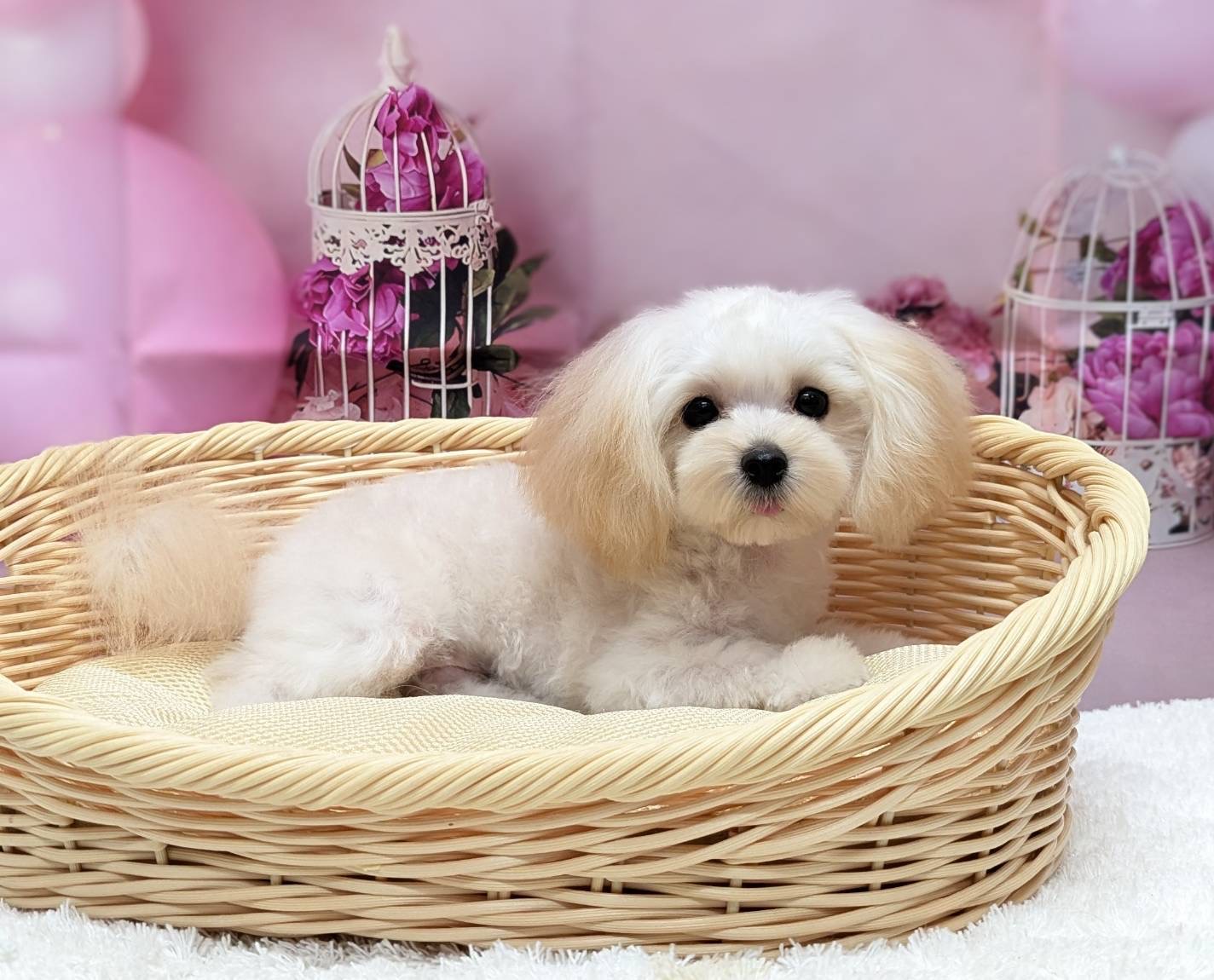岡山県のハーフ犬・ミックス犬 (ペッツワンFC津山店/2025年9月18日生まれ/男の子/クリーム)の子犬