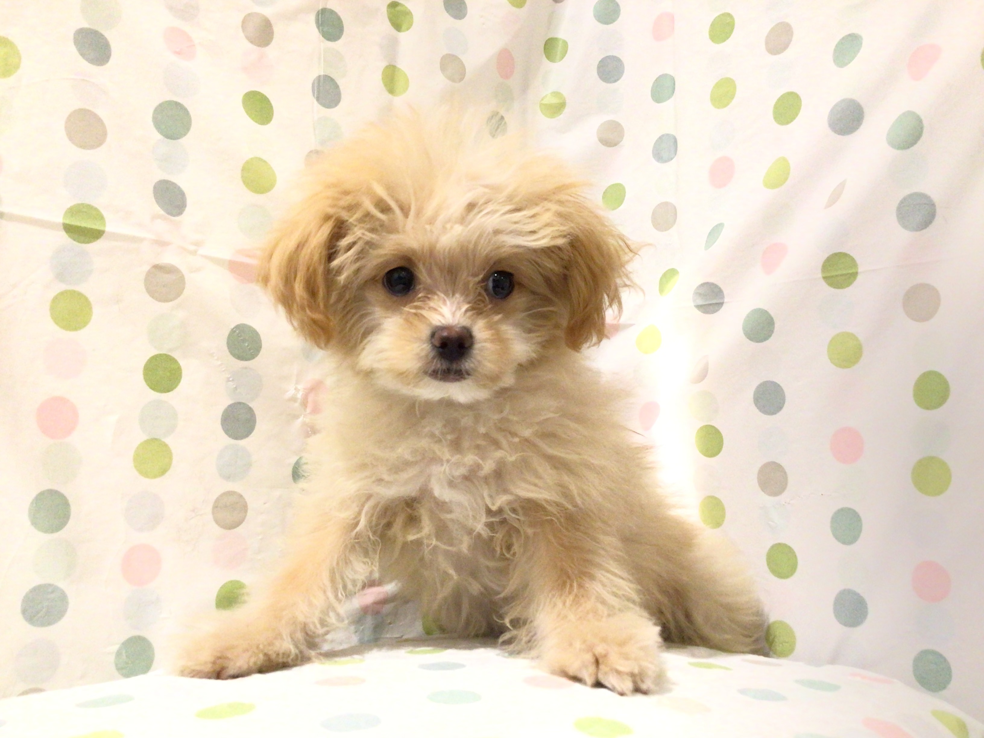 茨城県のハーフ犬・ミックス犬 (ペッツワン高萩店/2025年11月3日生まれ/女の子/アプリコット)の子犬の3枚目の画像