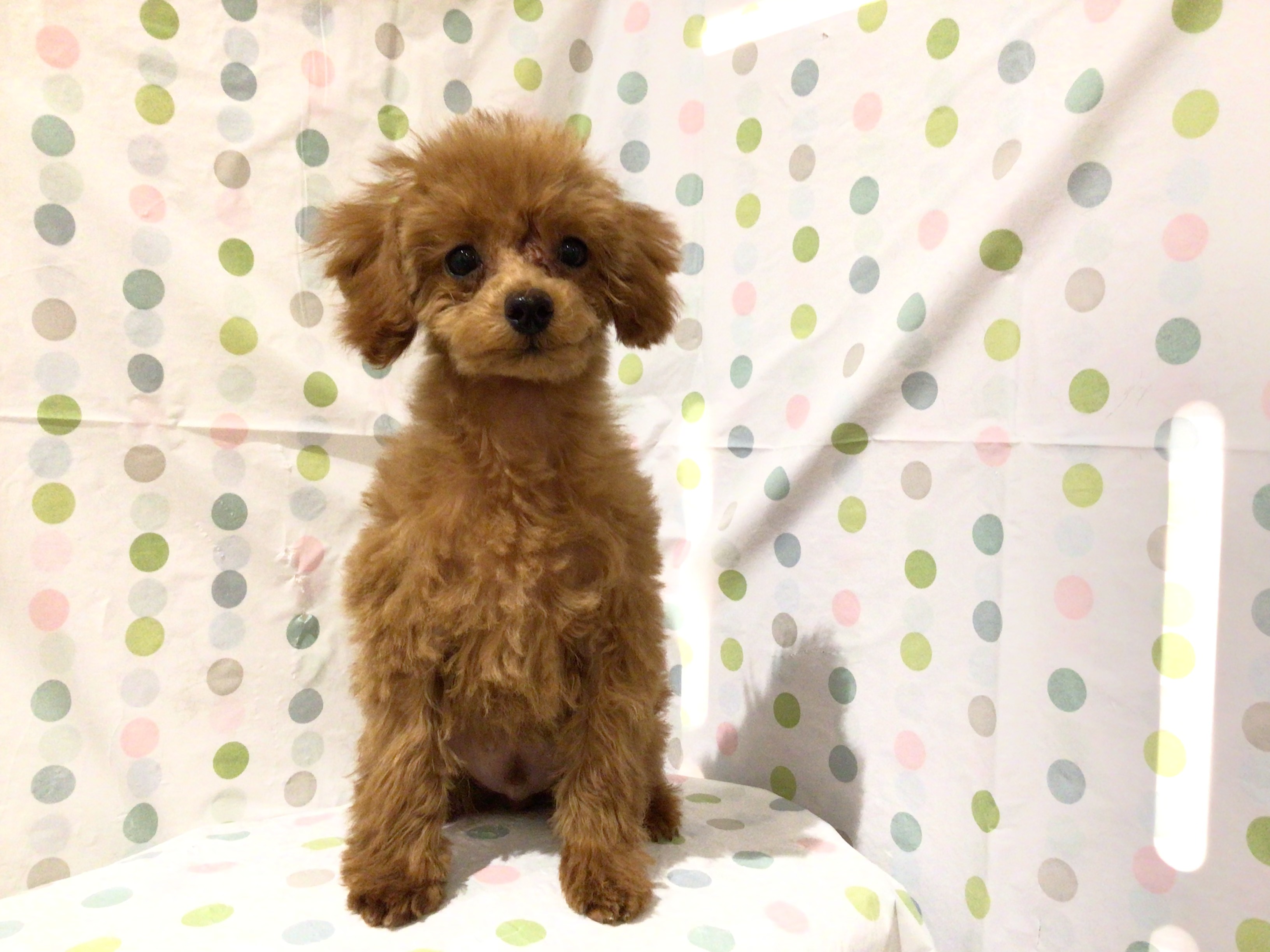 茨城県のトイプードル(トイ) (ペッツワン高萩店/2025年10月26日生まれ/男の子/レッド)の子犬の3枚目の画像